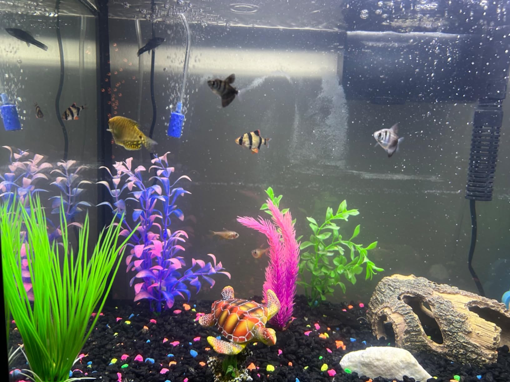 Penn-Plax Swimming Sea Turtle Decor - for Aquarium Fish Tank - Resin Decoration, Small (RR1104) customer photo 2