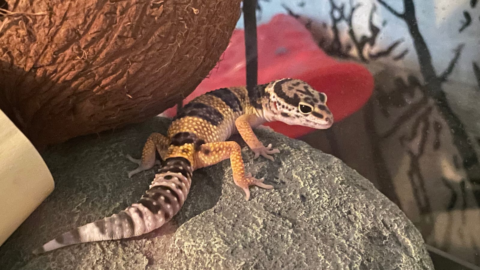 Zoo Med ReptiTherm Under Tank Heater 10-20 Gal 6x8 customer photo 2
