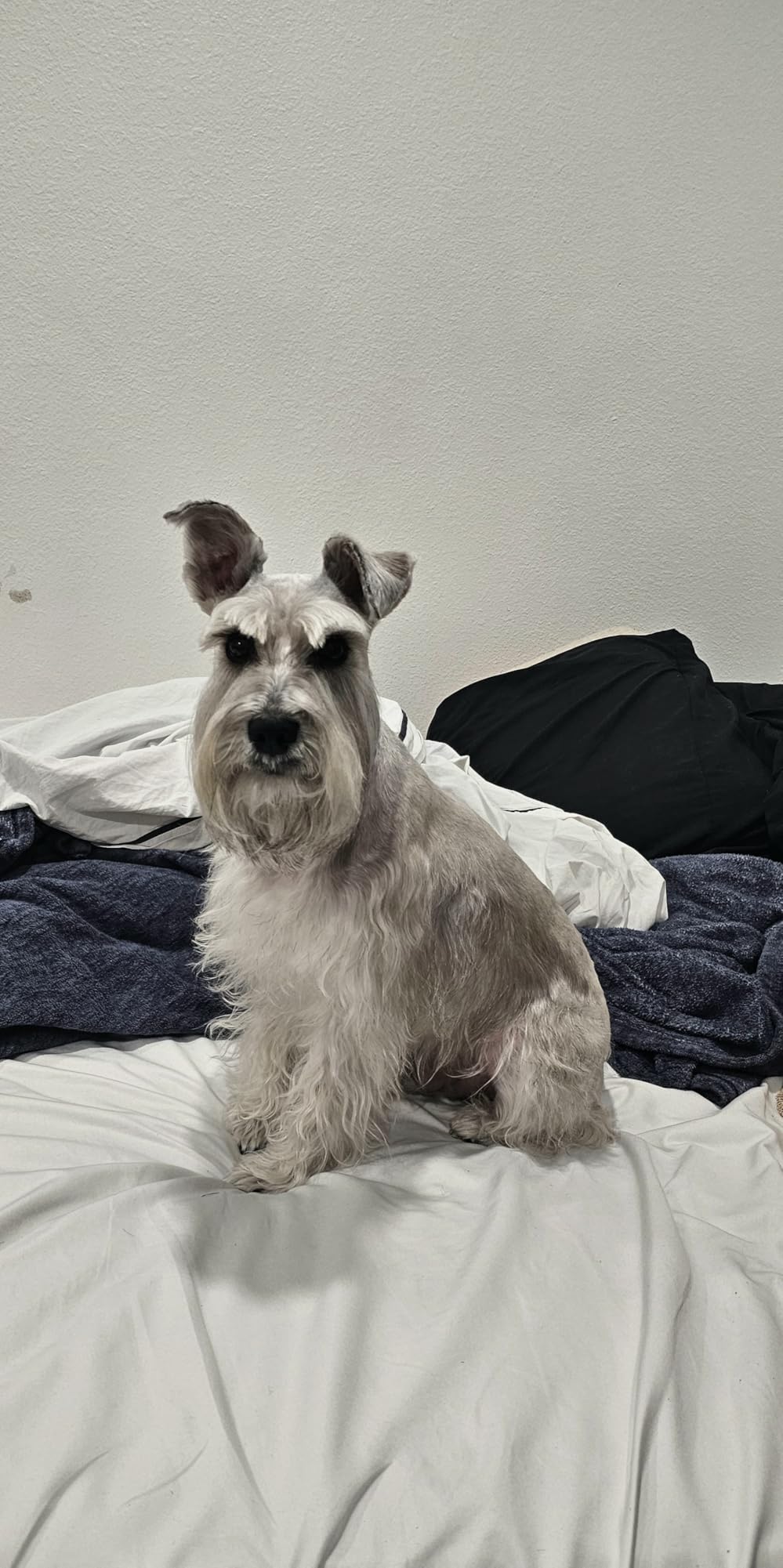 Wahl Professional Animal Bravura Lithium Ion Clipper, 41870-0425, Gunmetal customer photo 2
