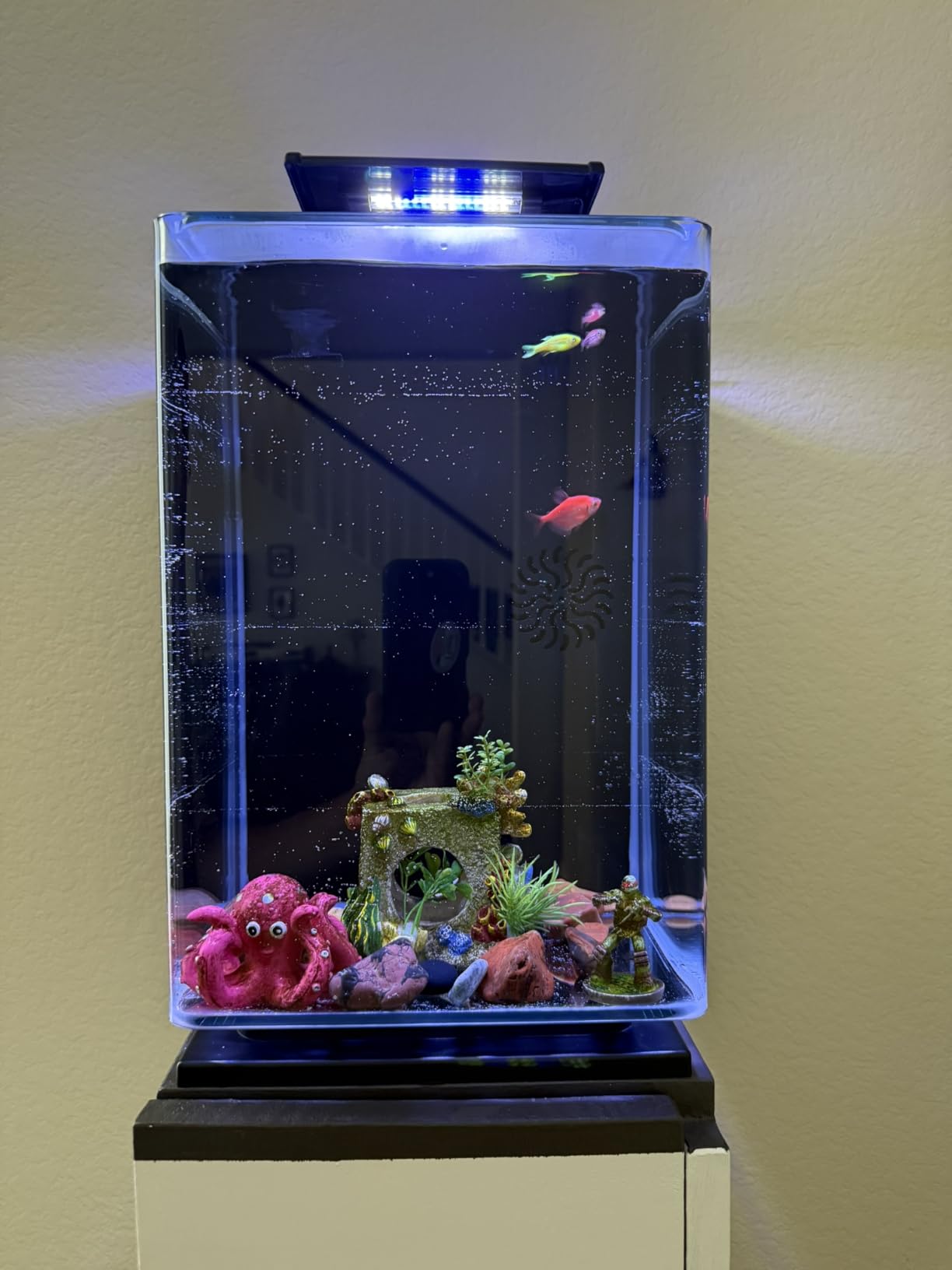 Marineland Portrait Glass LED Aquarium Kit, 5 Gallons, Hidden Filtration,Black customer photo 1