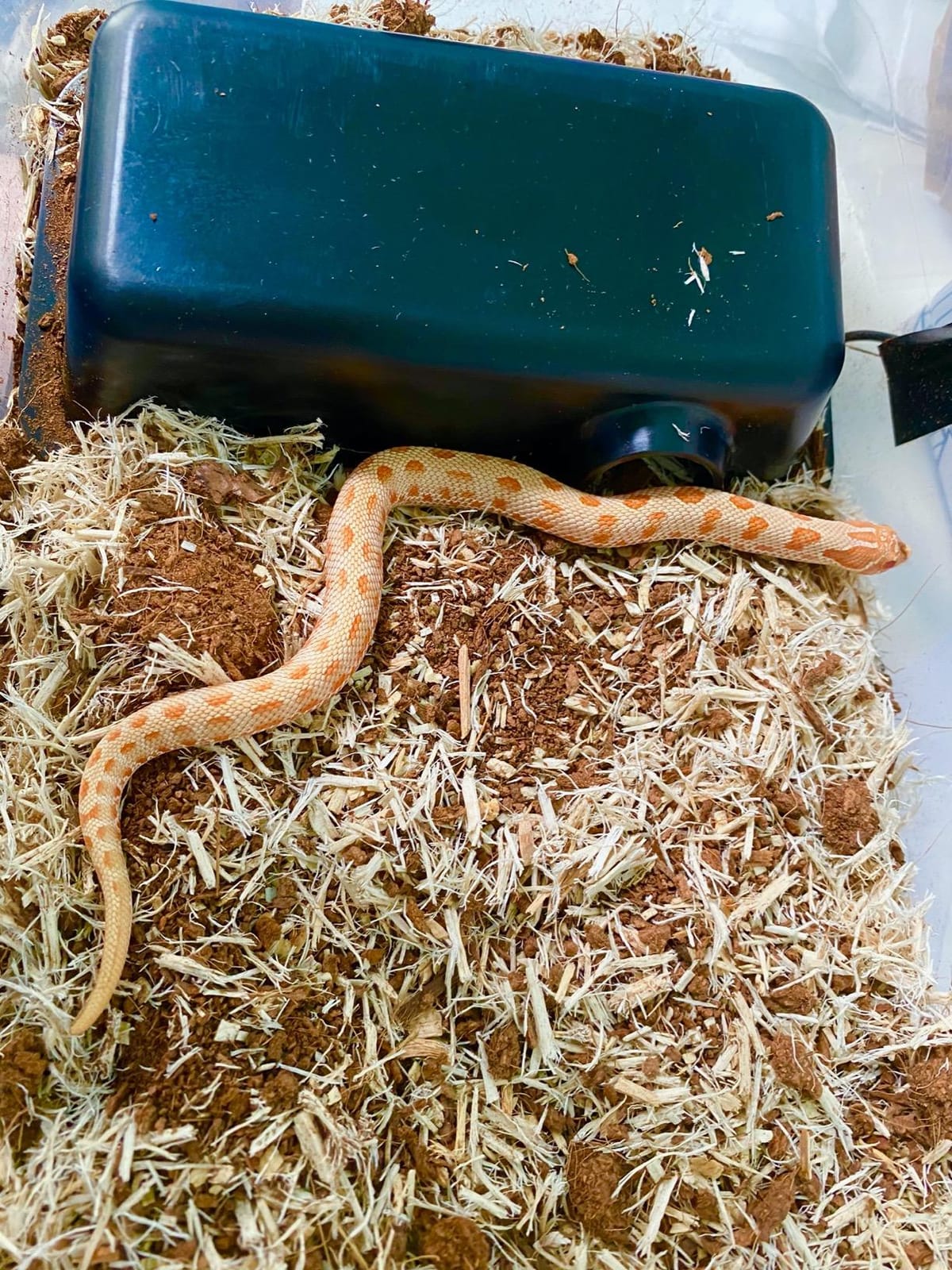 Pangea Reptile Hide Box, B-Small 5.5
