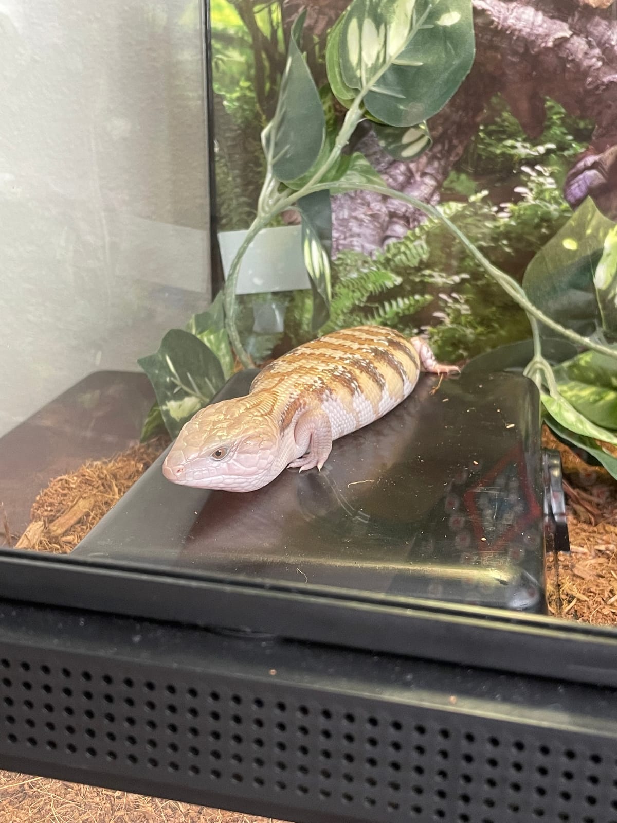 Pangea Reptile Hide Box, B-Small 5.5