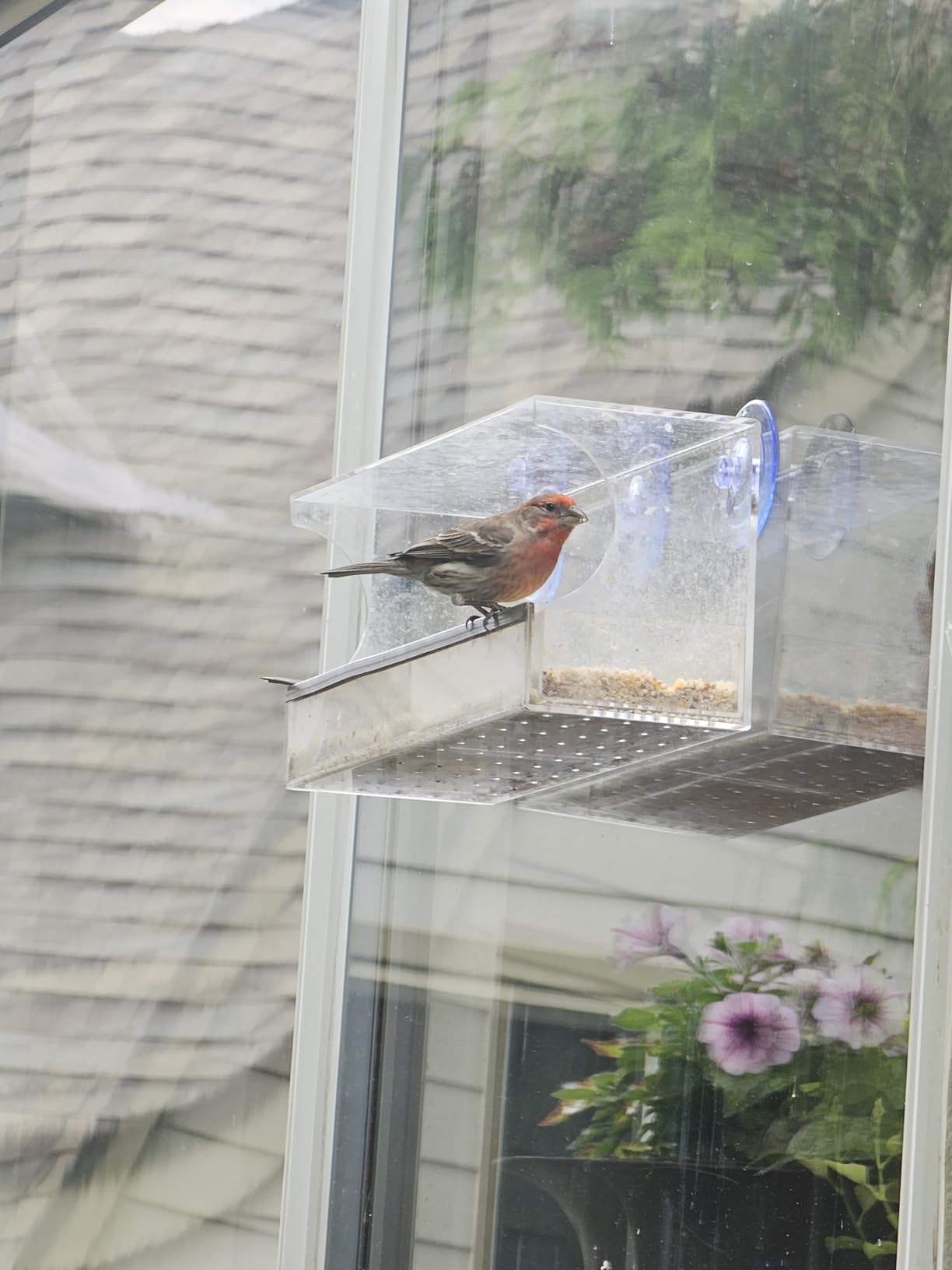 Window Bird Feeder by Nature's Hangout - No Assembly, Strong Suction Cups | Acrylic Bird Feeders for Outside Bird Watching for Cats Easy-to-Clean Birdhouse Bird Feeder for Window Viewing Slide-out Tray customer photo 1
