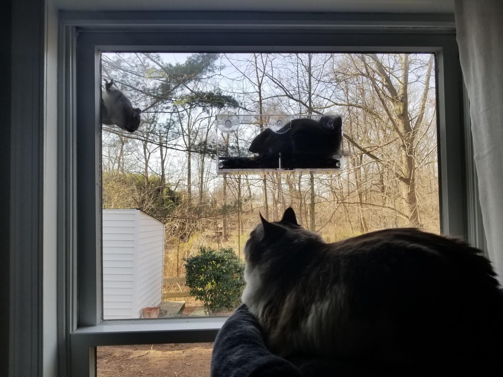 Window Bird Feeder by Nature's Hangout - No Assembly, Strong Suction Cups | Acrylic Bird Feeders for Outside Bird Watching for Cats Easy-to-Clean Birdhouse Bird Feeder for Window Viewing Slide-out Tray customer photo 2