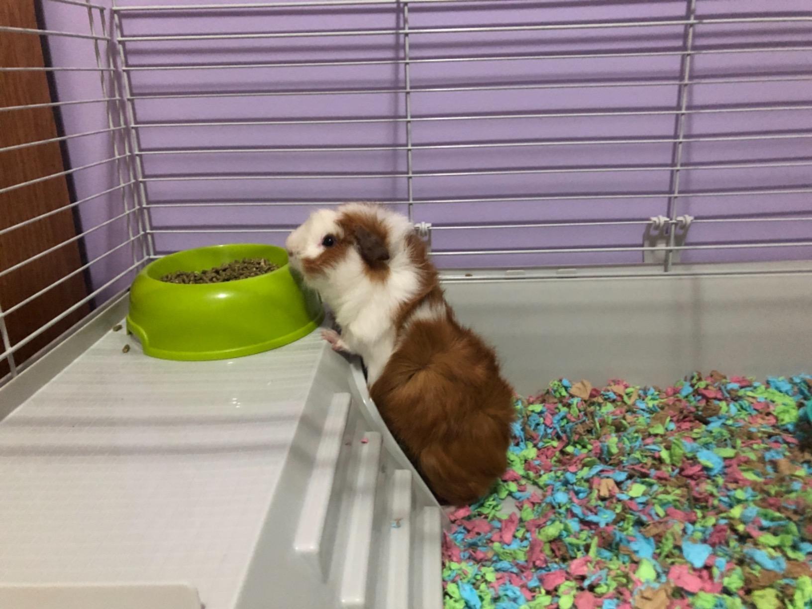 Ferplast Cavie Guinea Pig Cage & Rabbit Cage | Pet Cage Includes All Accessories to Get You Started & a 1-Year Warranty customer photo 1