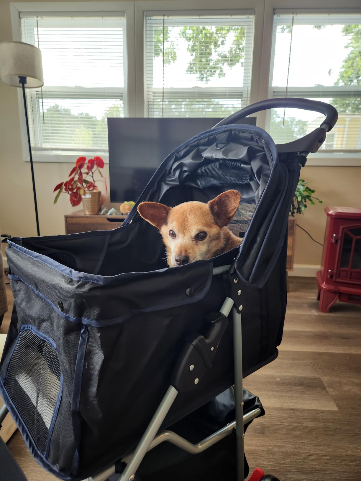 BestPet 4-Wheel Foldable Pet Stroller | Black | Lightweight & Portable | Travel Carrier with Mesh Windows, Storage Basket, Cup Holder, Safety Brakes, and Waterproof Fabric | For Small Dogs and Cats customer photo 1