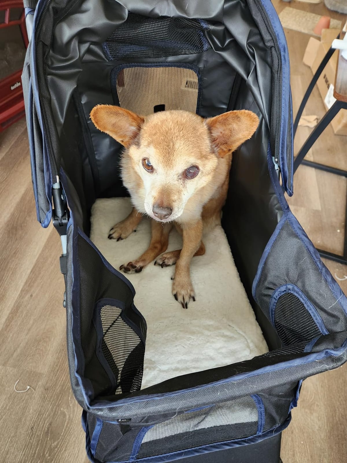 BestPet 4-Wheel Foldable Pet Stroller | Black | Lightweight & Portable | Travel Carrier with Mesh Windows, Storage Basket, Cup Holder, Safety Brakes, and Waterproof Fabric | For Small Dogs and Cats customer photo 2
