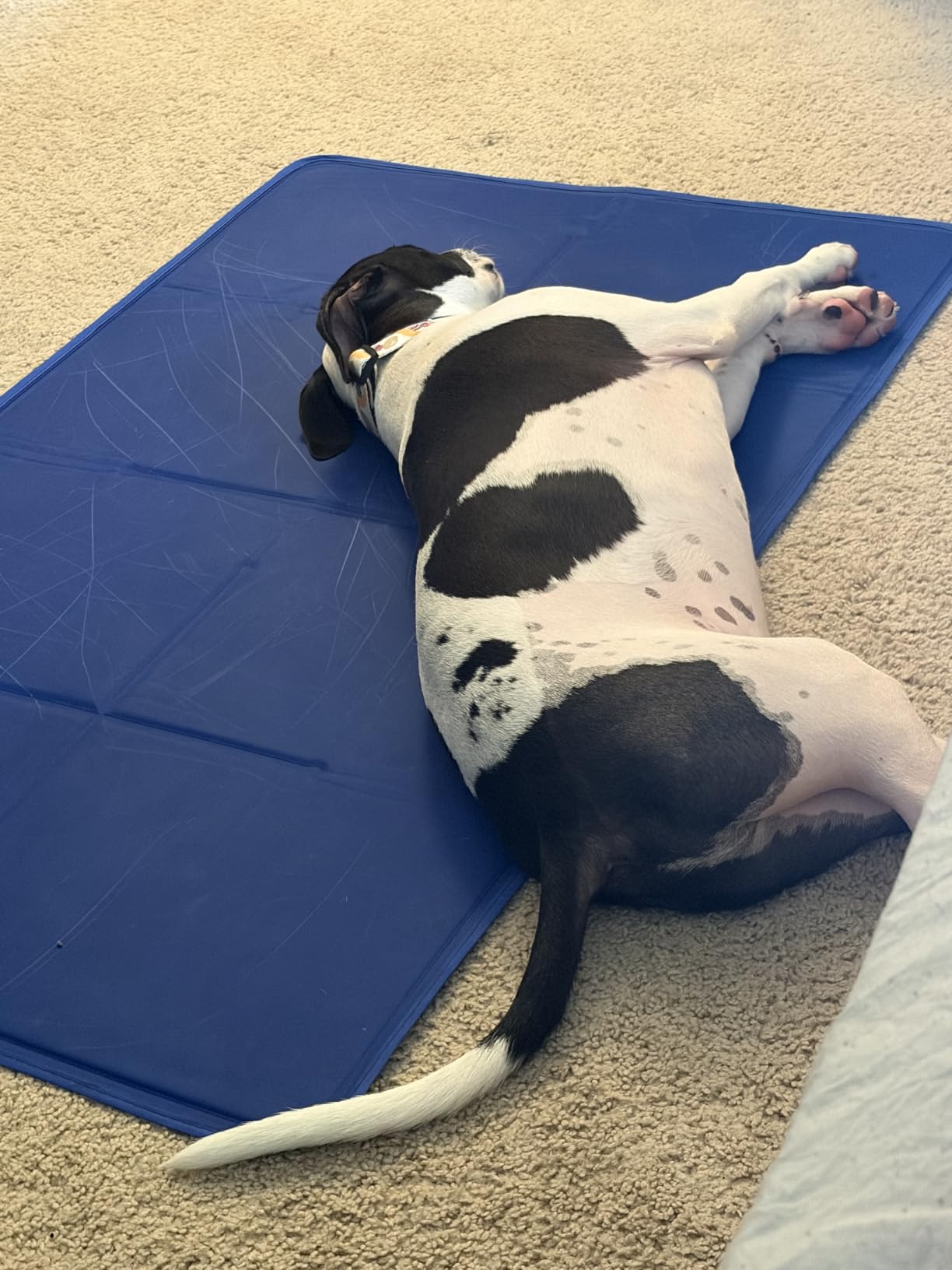 Arf Pets Dog Cooling Mat - Solid Gel Self-Cool Pad | Durable & Non-Toxic customer photo 1