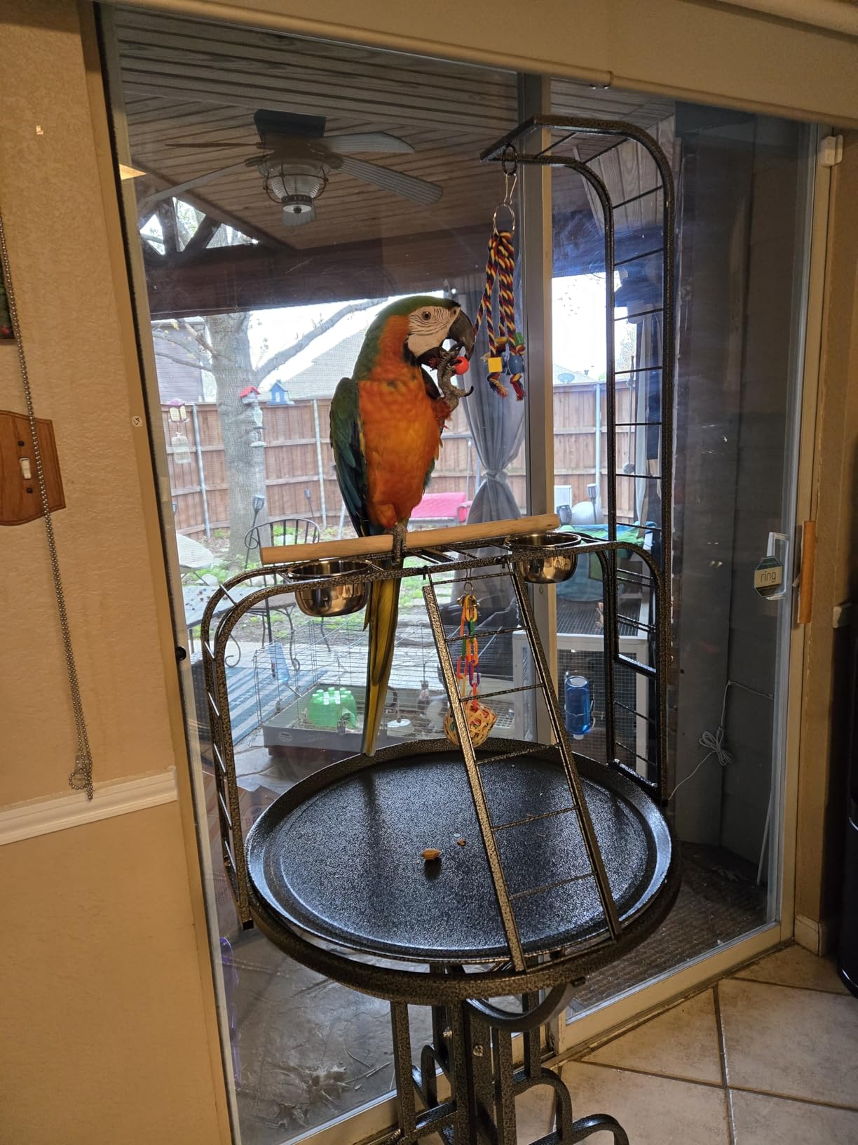 Elegant and Strong Durable Wrought Iron Parrot Bird Play Gym Ground Rolling Stand with Metal Climbing Play Ladder Easy Clean Removable Metal Pan Toy Hook Included customer photo 2
