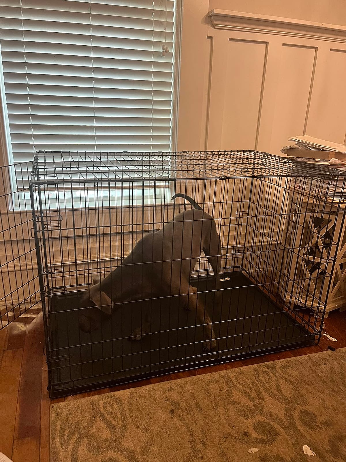 New World by Midwest 48-Inch Single Door Crate, XL Breeds, 90-110 lbs customer photo 1
