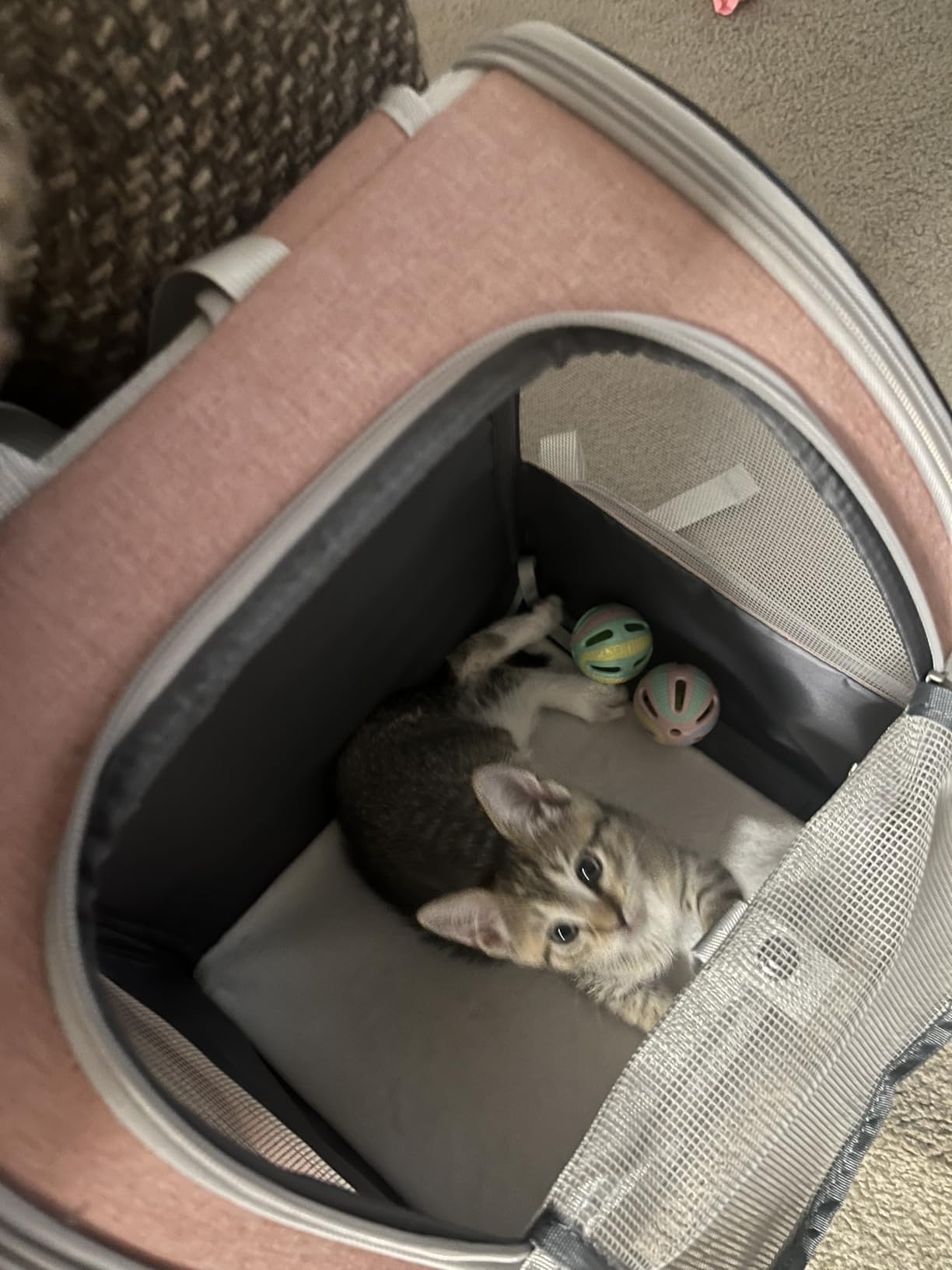 Texsens Innovative Traveler Bubble Backpack Pet Carriers for Cats and Dogs customer photo 2