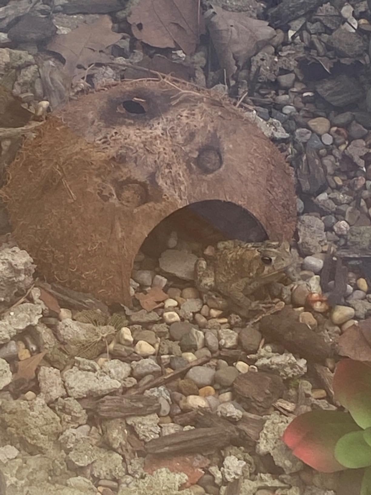 2 Pack Natural Coconut Reptile Hideouts, Lizard, Spider and Aquarium Fish Hide Cave (Smooth Surface) customer photo 1