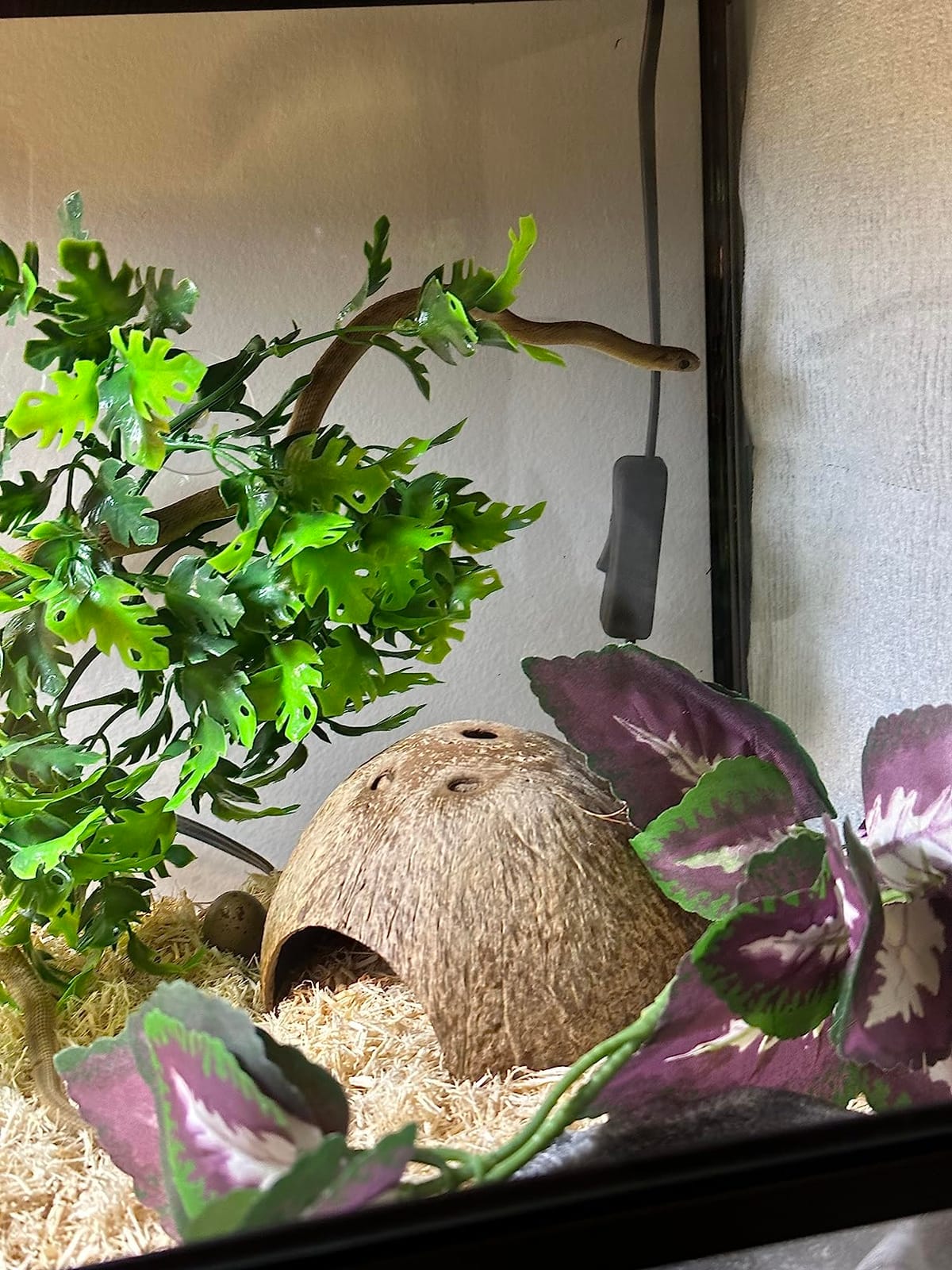 2 Pack Natural Coconut Reptile Hideouts, Lizard, Spider and Aquarium Fish Hide Cave (Smooth Surface) customer photo 2