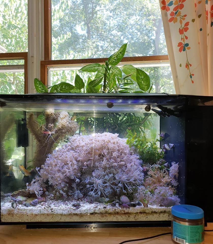 Fluval Evo XII Saltwater Aquarium Kit, 13.5 Gal. customer photo 1