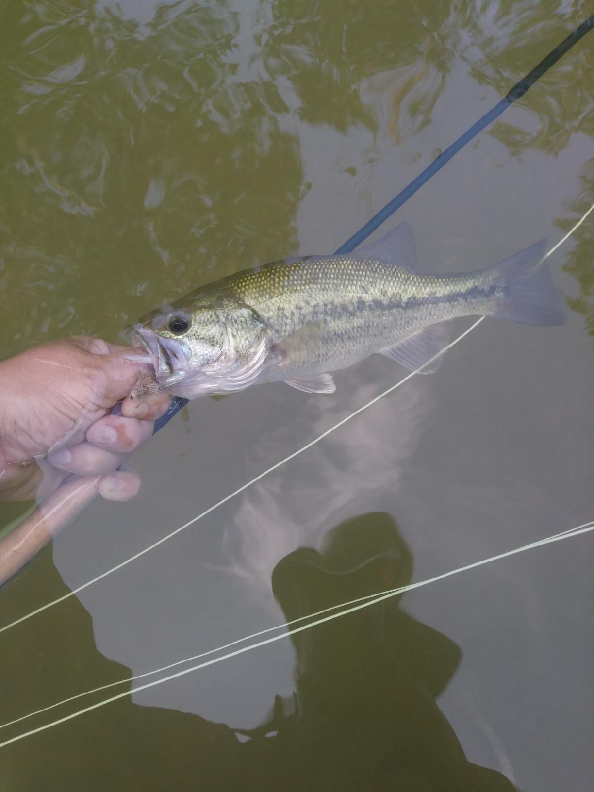 M MAXIMUMCATCH Maxcatch Extreme Fly Fishing Combo Kit 3/5/6/8 Weight, Starter Fly Rod and Reel Outfit, with a Protective Travel Case customer photo 1