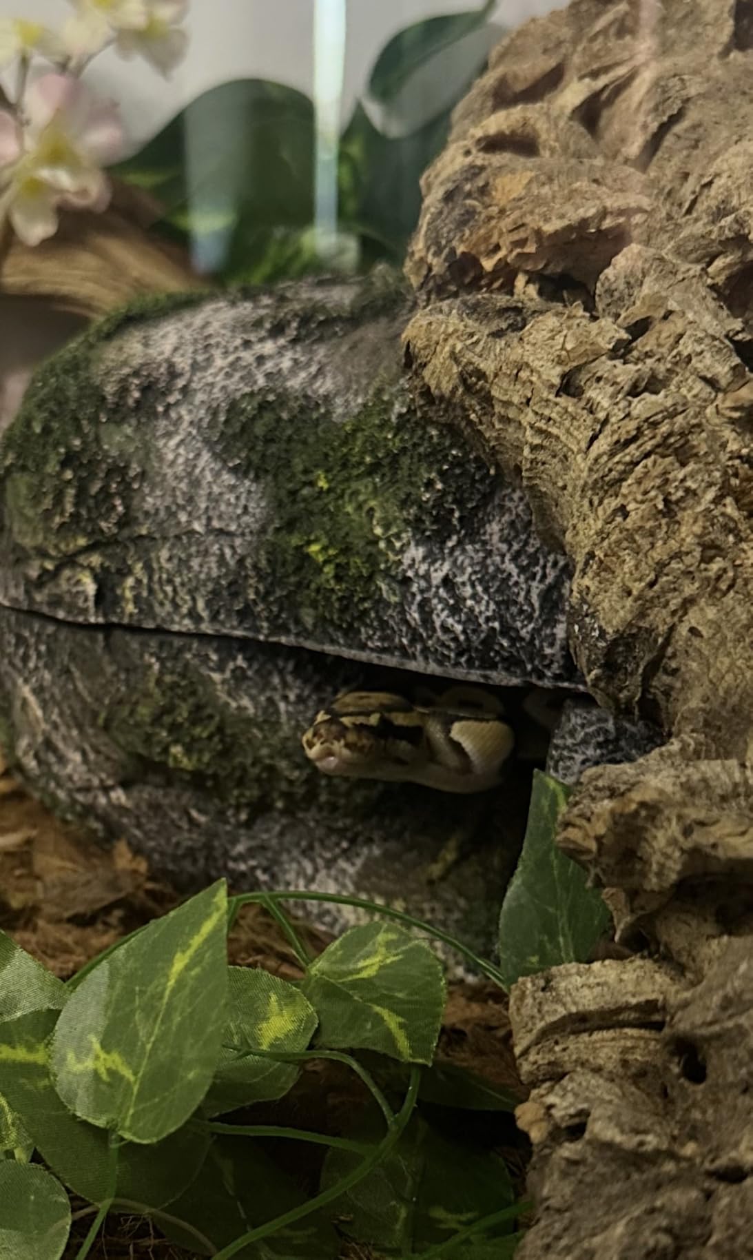 Zilla Rock Lair Naturalistic Hide for Snakes and Lizards, Small customer photo 2