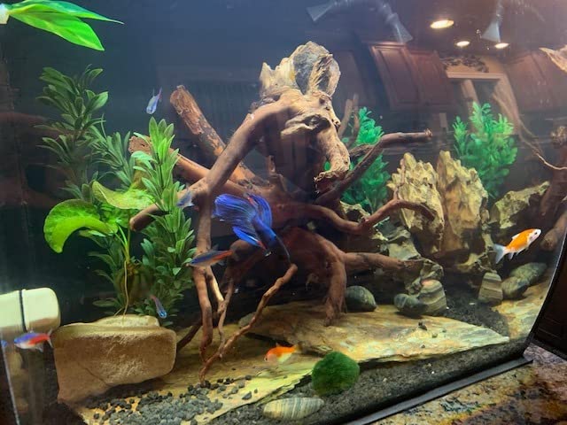 Fluval Flex 57 - 15 Gallon Nano Glass Aquarium Kit customer photo 2