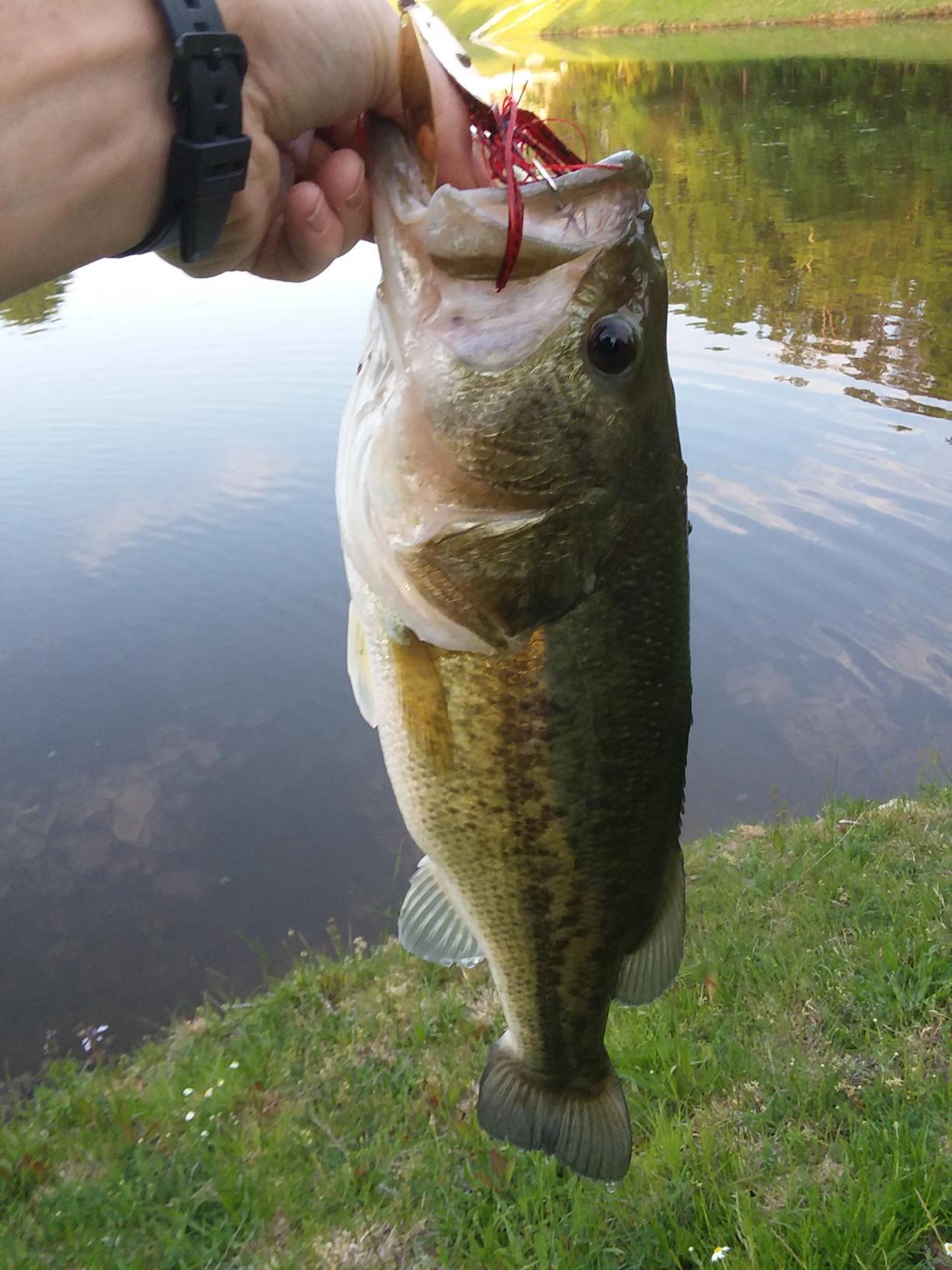 Daiwa Fuego CT Low Profile Baitcasting Reel - Aluminum CT Frame, Air Rotation System & Magforce Braking, Left/Right Hand Options customer photo 2