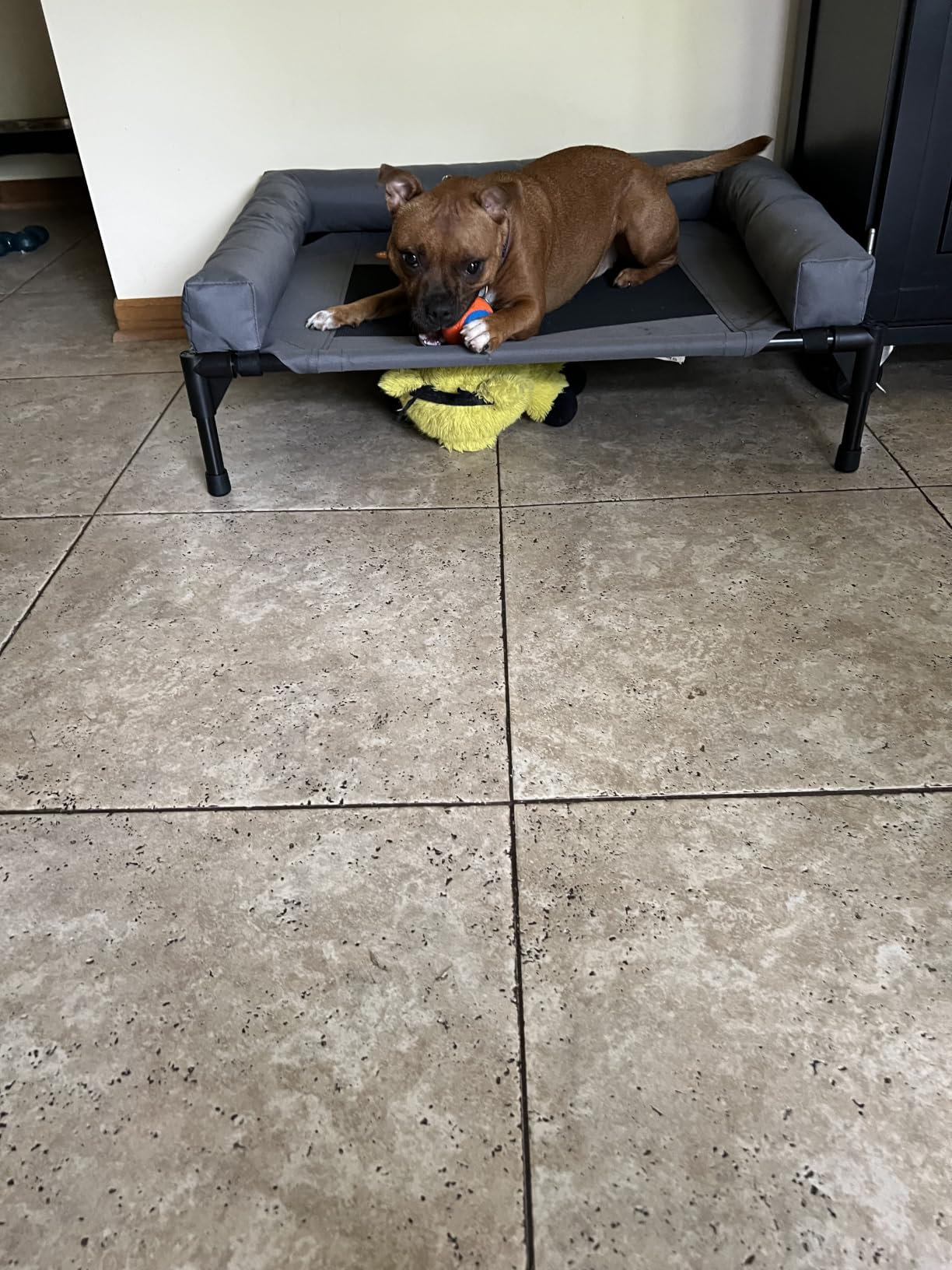 K&H Outdoor Elevated Dog Bed, Bolster Pet Cot, Medium 32x25in, Chocolate customer photo 2