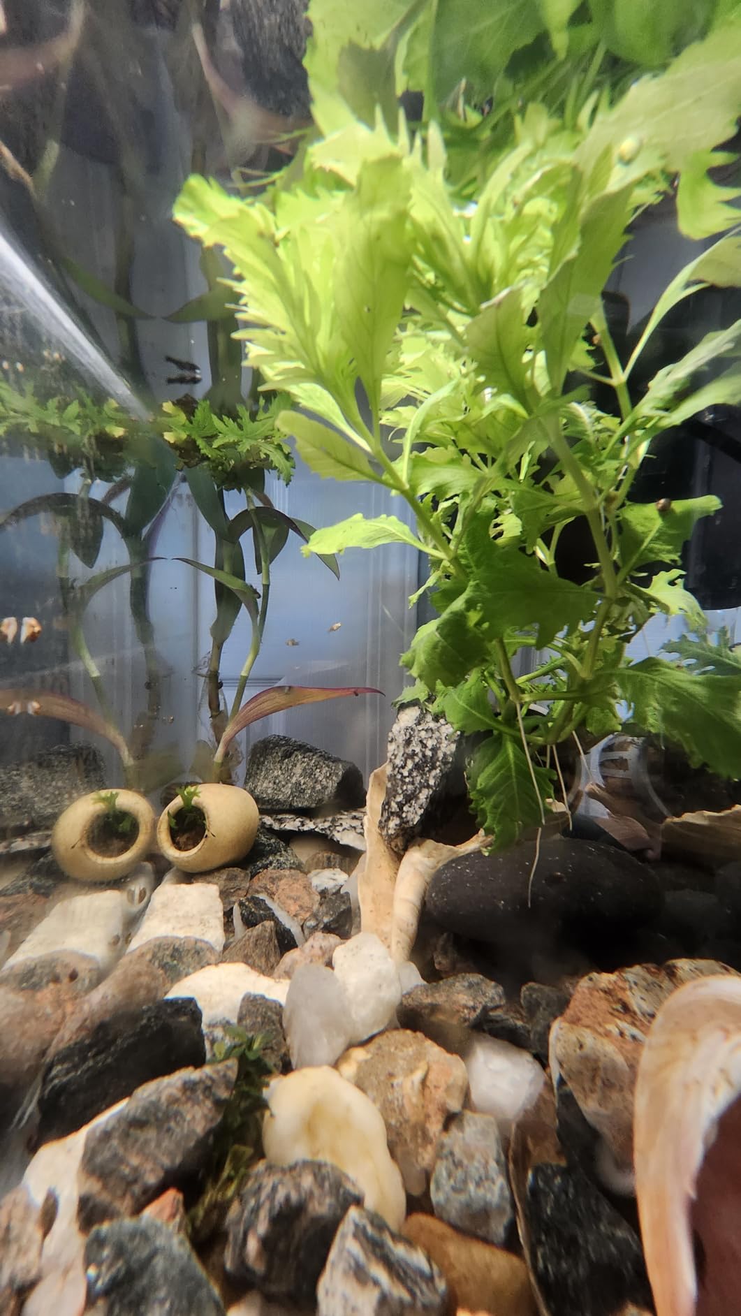 Luigi's Fish Tank Cleaner - Turtle Tank Accessories - Gravel Vacuum for Aquarium - Hand Siphon Hose to Remove and Change Water or Sand in Minutes - Aquarium Cleaning Tools customer photo 2