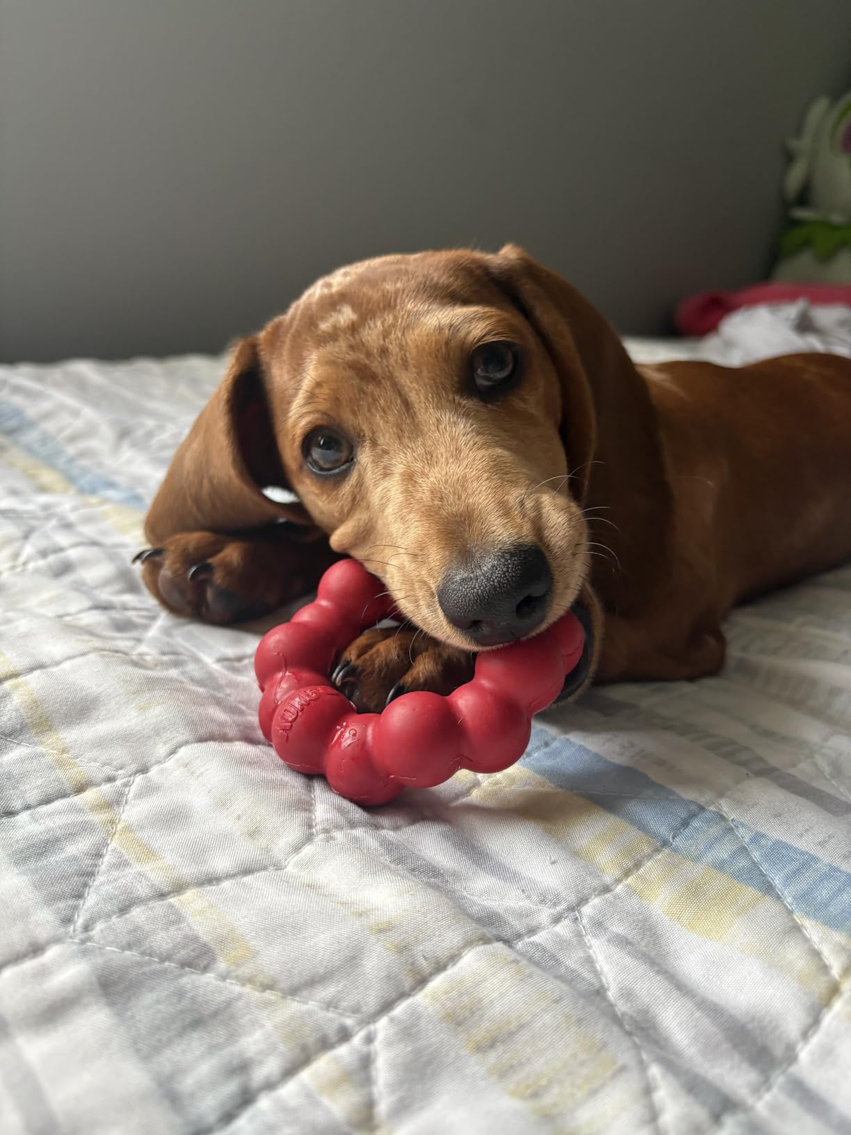 KONG Ring, Natural Rubber Chew Toy for Dental Health, for Medium/Large Dogs customer photo 2