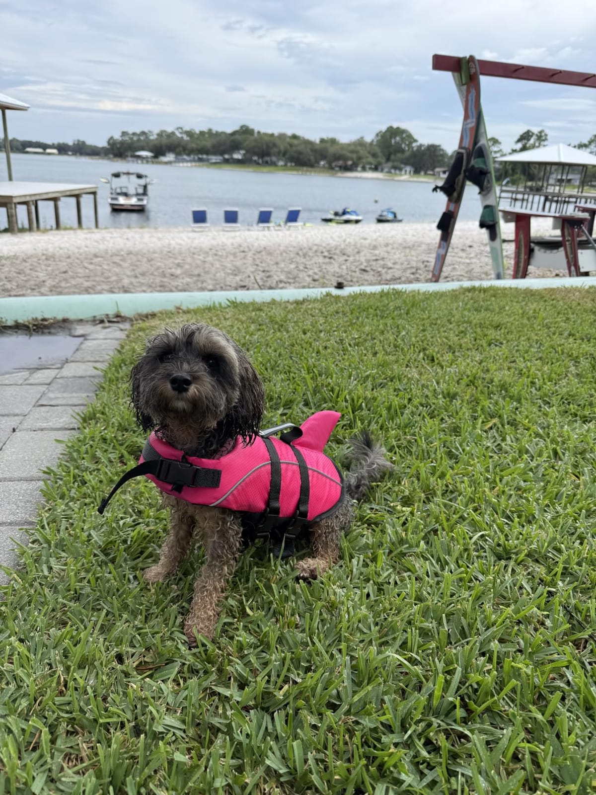 Ripstop Dog Life Jacket Shark Life Vest for Dogs, Safety Lifesaver with High Buoyancy and Lift Handle for Small and Medium Breeds(Rose Red XS) customer photo 2