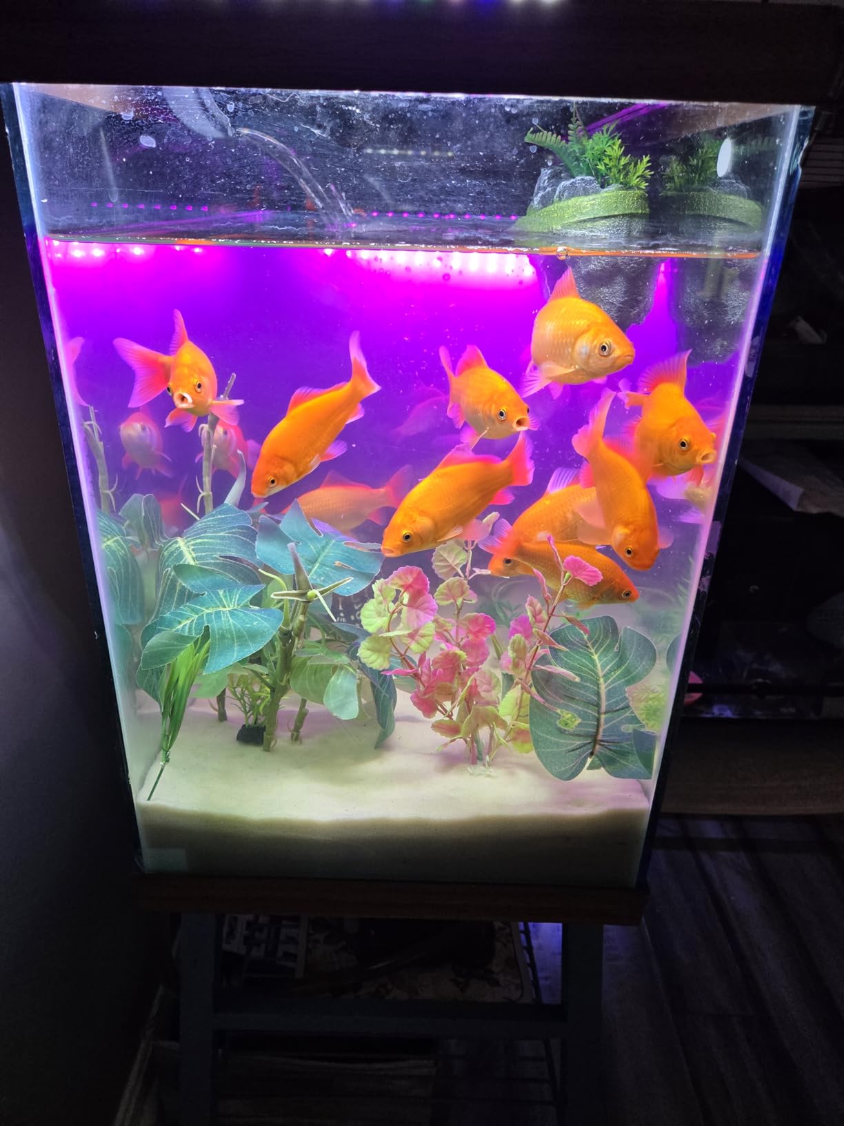 Aqueon QuietFlow Canister Aquarium Filter, Up to 55 Gallons (ECOM) | 55 gallon fish tank filter with biological, chemical and mechanical stages, spray bar and polishing unit customer photo 2