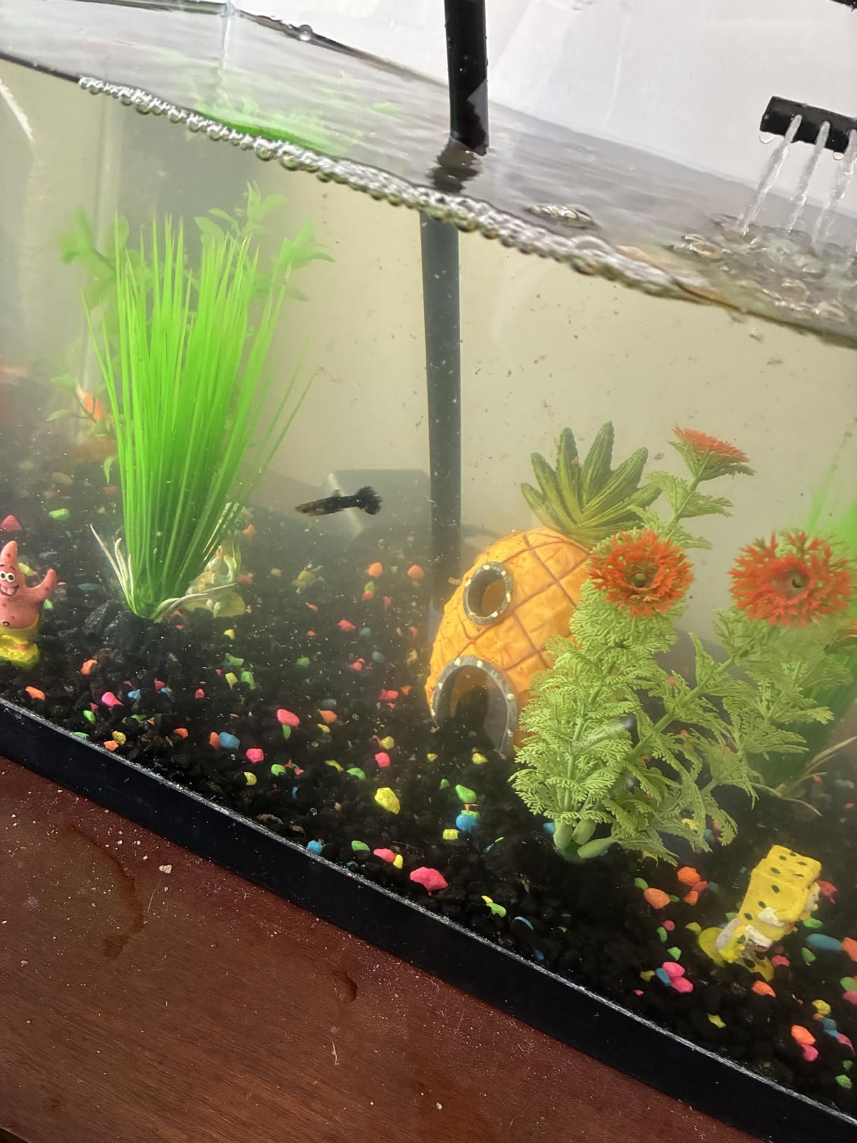 Aquarium Fish Tank Cleaning Kit - 5 in 1 Algae Scraper Set - Siphon Vacuum for Water Changing and Sand Cleaner (Cleaner Set) customer photo 2