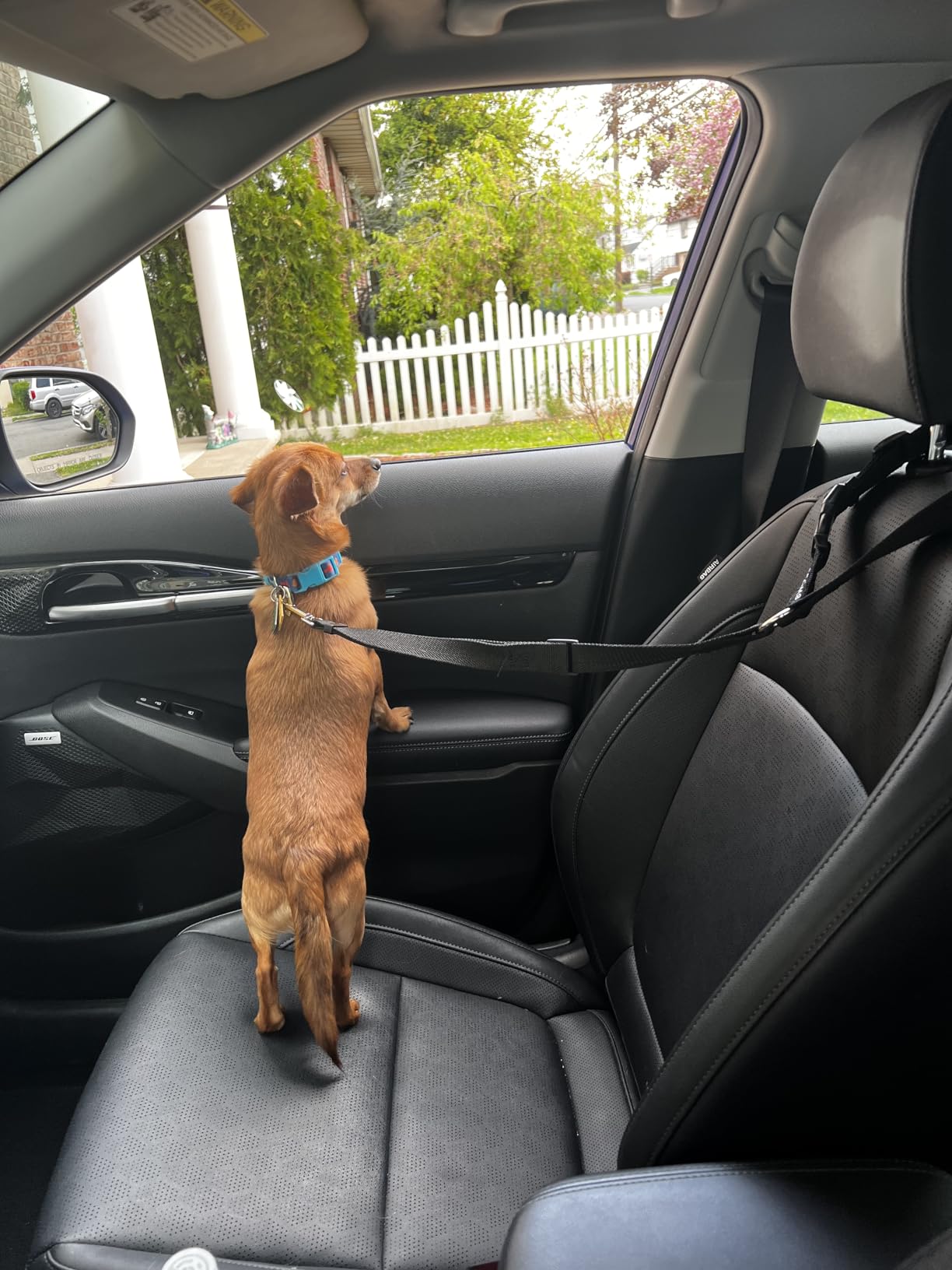 BWOGUE 2 Pack Dog Seat Belt for Car, Headrest Restraint Safety Leads customer photo 1