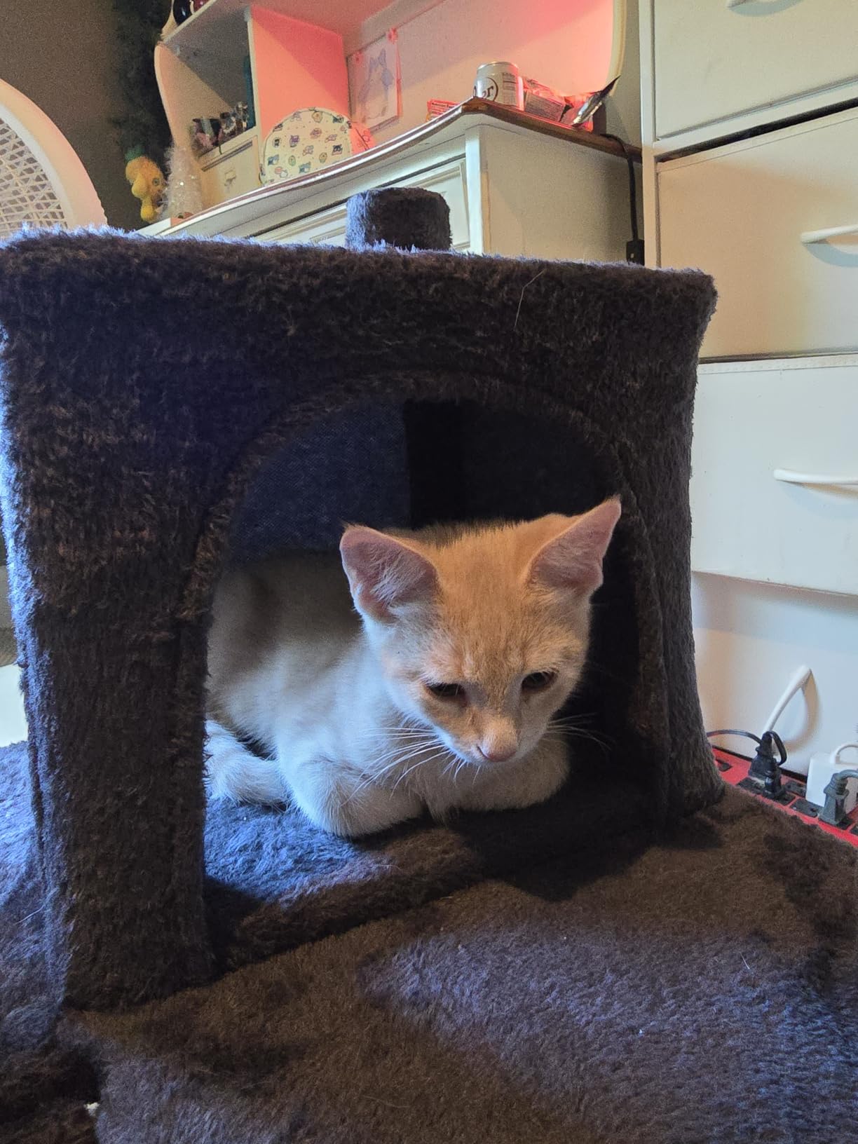 Yaheetech 54in Cat Tree Tower, 2 Caves, Kitten-Ear Perch & Scratching Posts | Multi-level layout, climbing ladder, easy assembly, high pet appeal, total load 66lbs for all indoor cats, dark gray customer photo 1