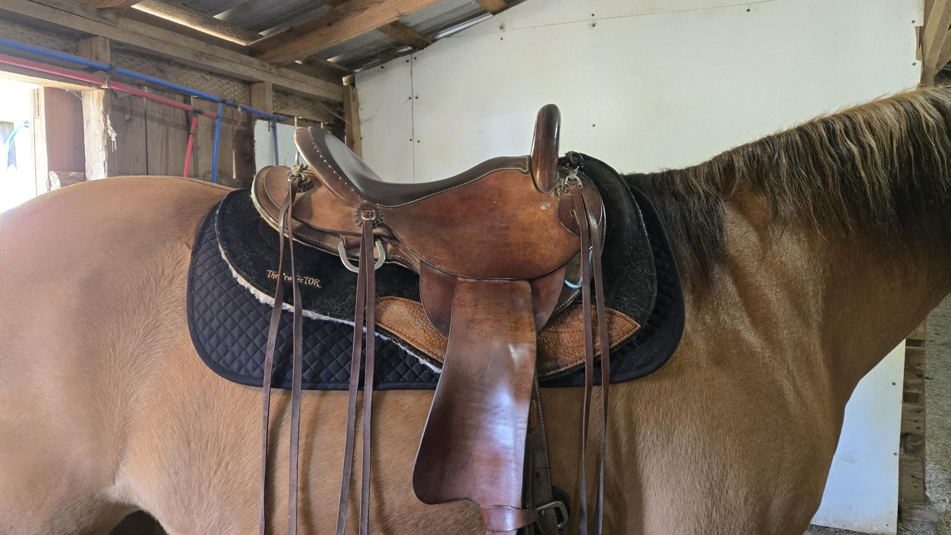 ECP Equine Comfort Products All Purpose Diamond Quilted Western Saddle Pad for Injury Prevention, Breathable, Hypoallergenic, Shock-Absorbing Cushion for Horse Comfort customer photo 1