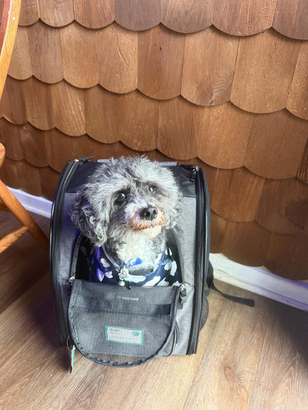 PetAmi Dog Backpack Carrier Airline Approved Cat Pet Puppy Bag, Black customer photo 2