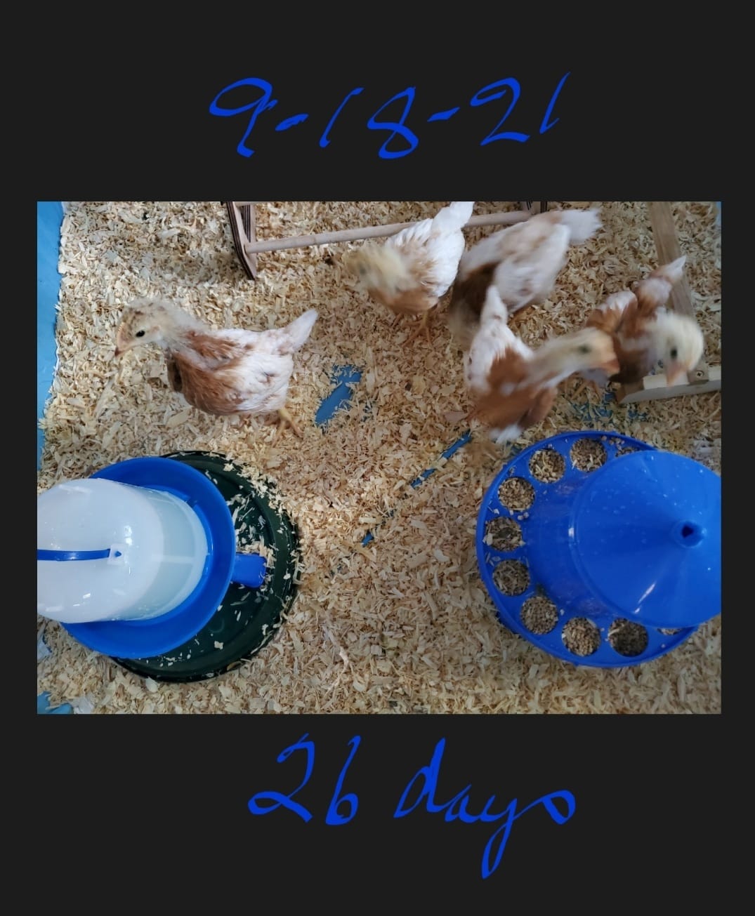 Double-Tuf® Poultry Waterer with Legs | Durable Water Container | Carrying Handle for Chickens & Birds | Chicken Waterer | 1.5 Quart customer photo 2