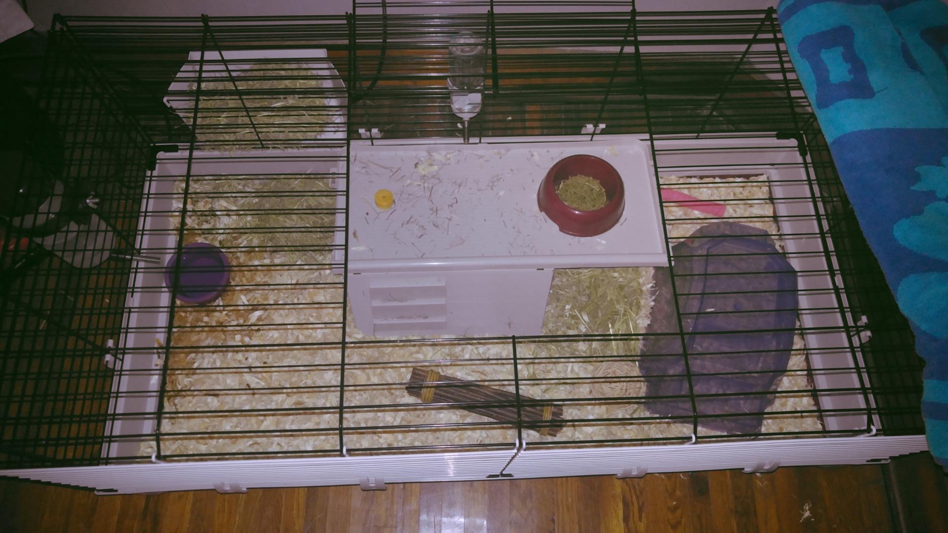 Midwest Homes for Pets Deluxe Rabbit & Guinea Pig Cage, X-Large, White & Red customer photo 2
