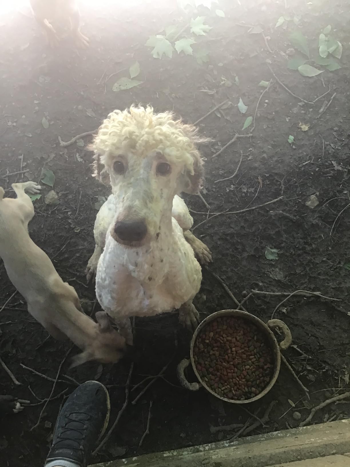 Dog Shears Clippers for Grooming Sheep Shears for Dogs With Thick Hair customer photo 1