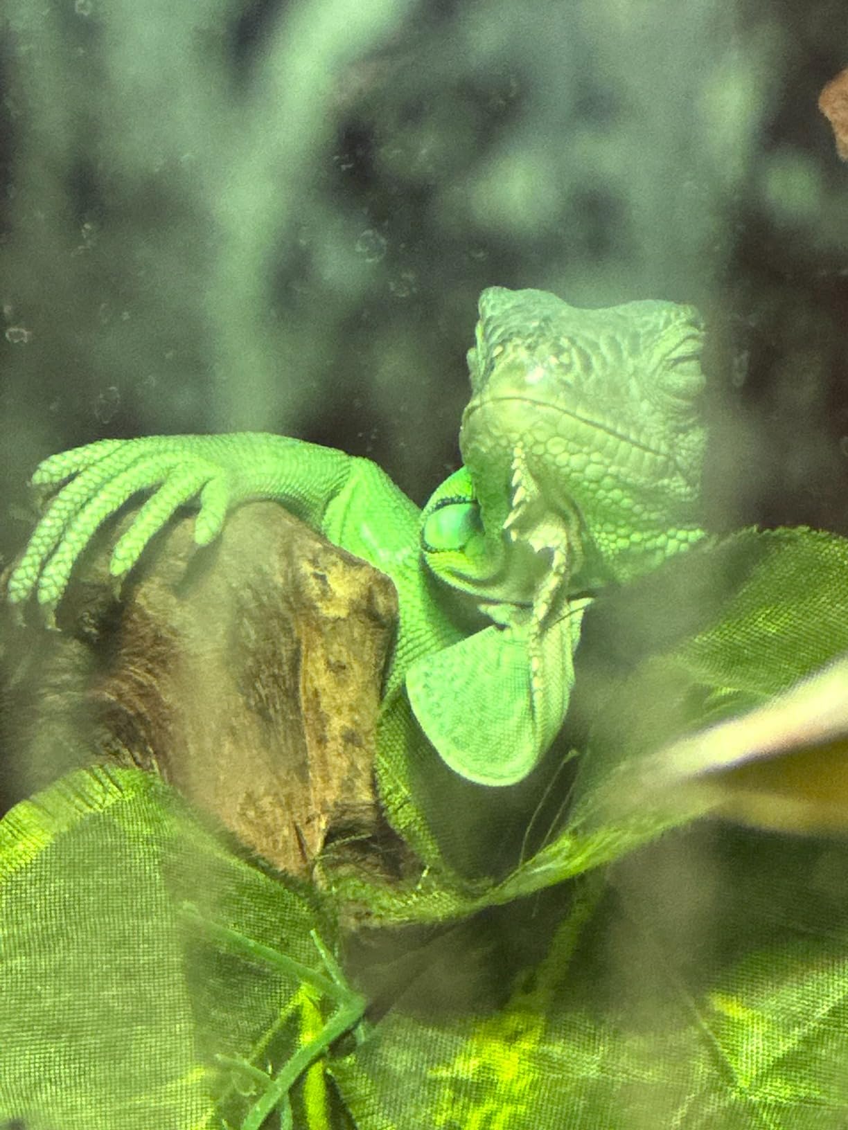 REPTI ZOO Full Spectrum UVA + UVB Sun Lamp Self-Ballasted Vapor Lamp/Bulb/Light for Reptile and Amphibian Use customer photo 2