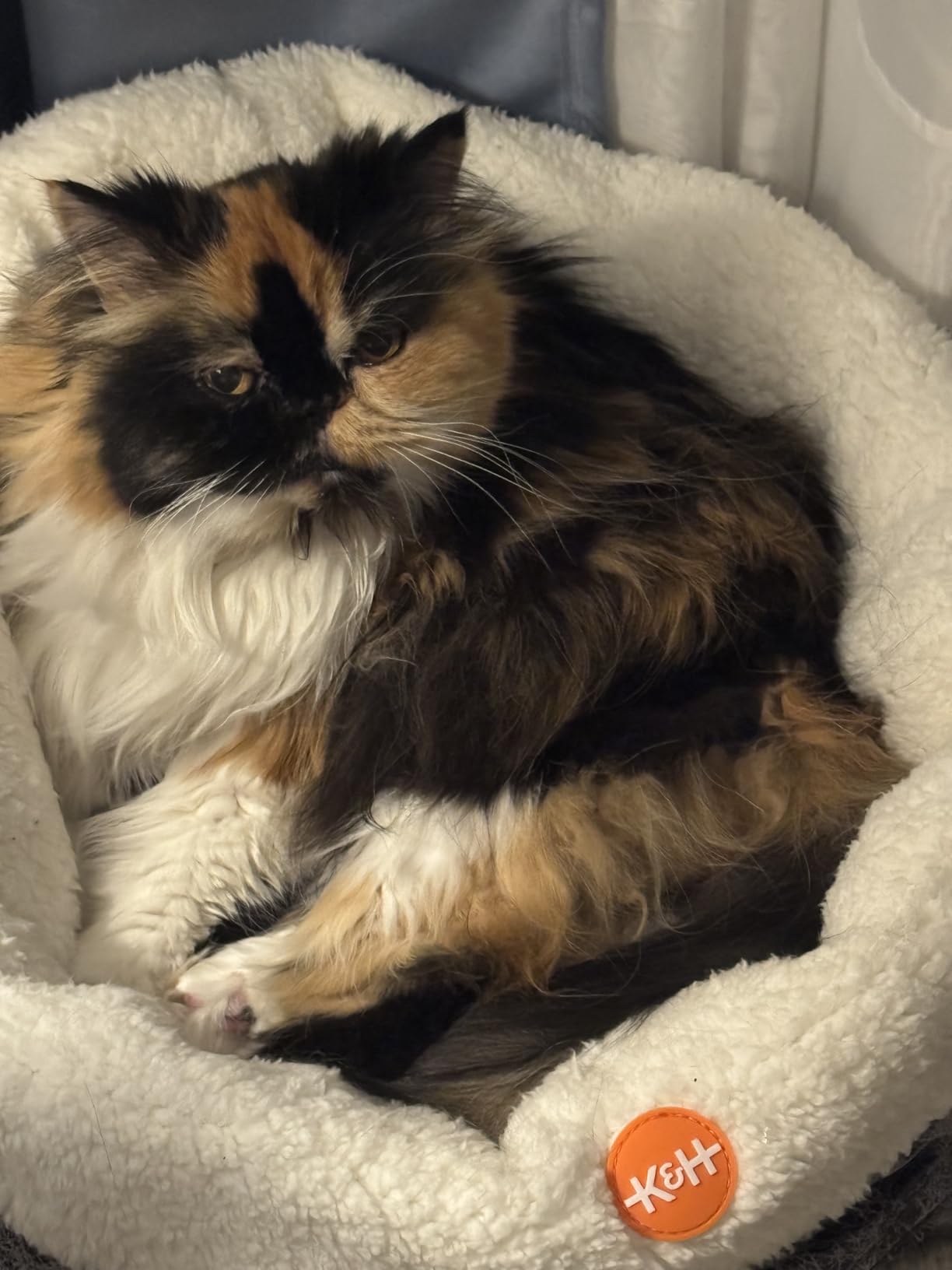 K&H Heated Cat Bed, Thermo-Snuggle Cup Bomber Indoor, Safety Listed, 18x14 customer photo 1