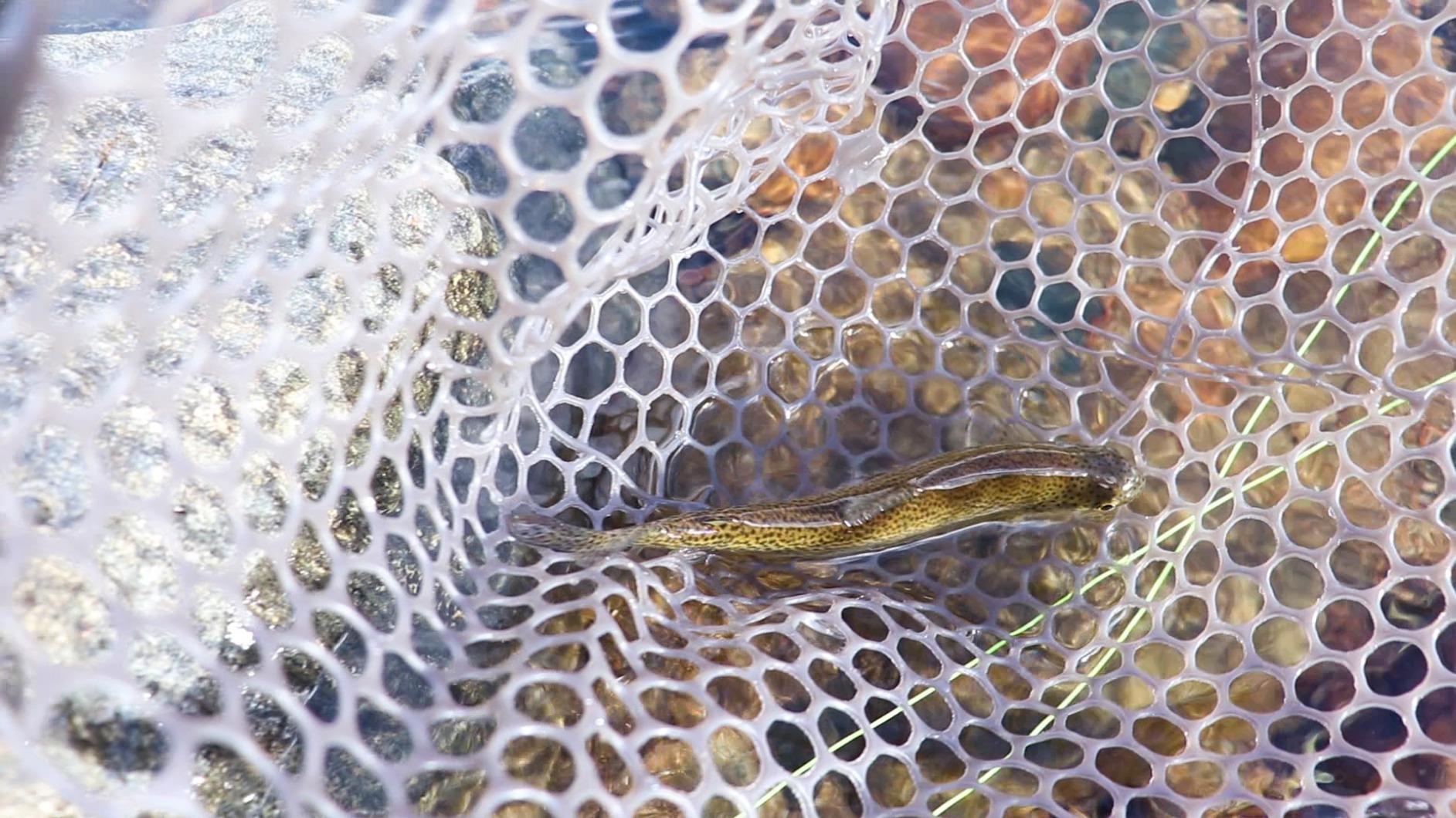 PLUSINNO Fly Fishing Net, Bass Trout Landing Net, Folding Fishing Nets Fresh Water, Safe Fish Catching or Releasing customer photo 1