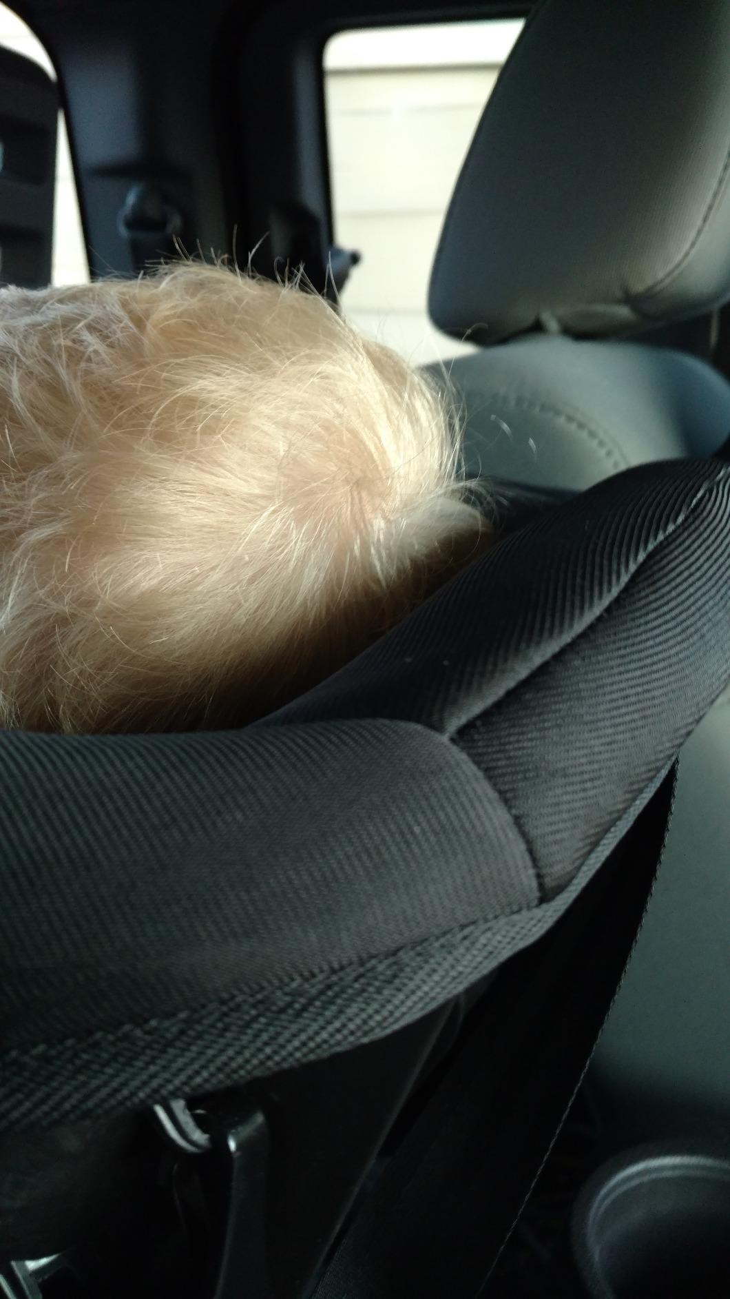 Evenflo Tribute LX Convertible Car Seat, Venus customer photo 2