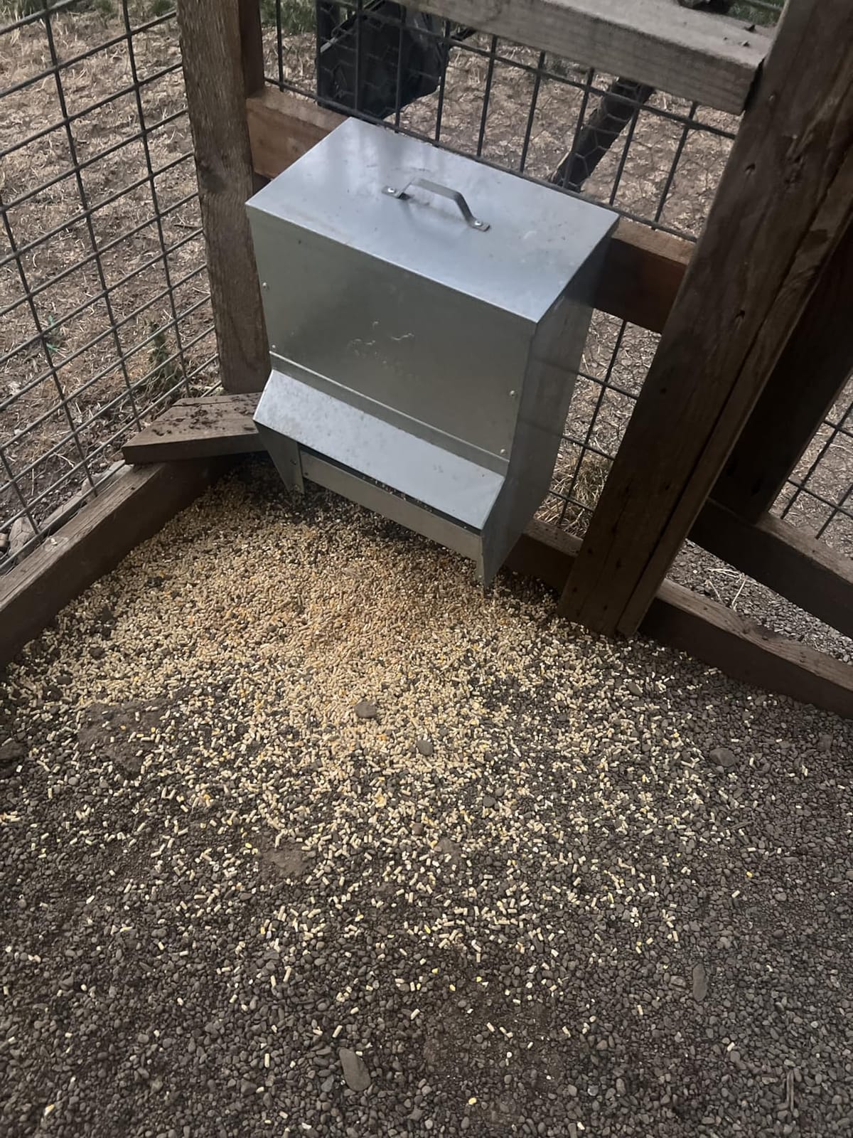 RentACoop 25lb Gravity-Fed Metal Trough Feeder with Lid & Rain Cover customer photo 1