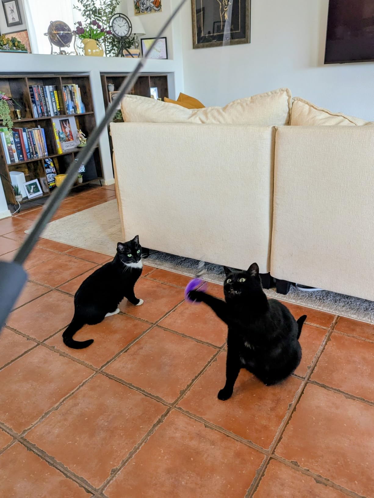 MeoHui Cat Toys for Indoor Cats, Interactive Cat Toy 2PCS Retractable Wand Toy and 9PCS Cat Feather Toys Refills, Funny Kitten Toys Cat Fishing Pole Toy for Bored Indoor Cats Chase and Exercise customer photo 1