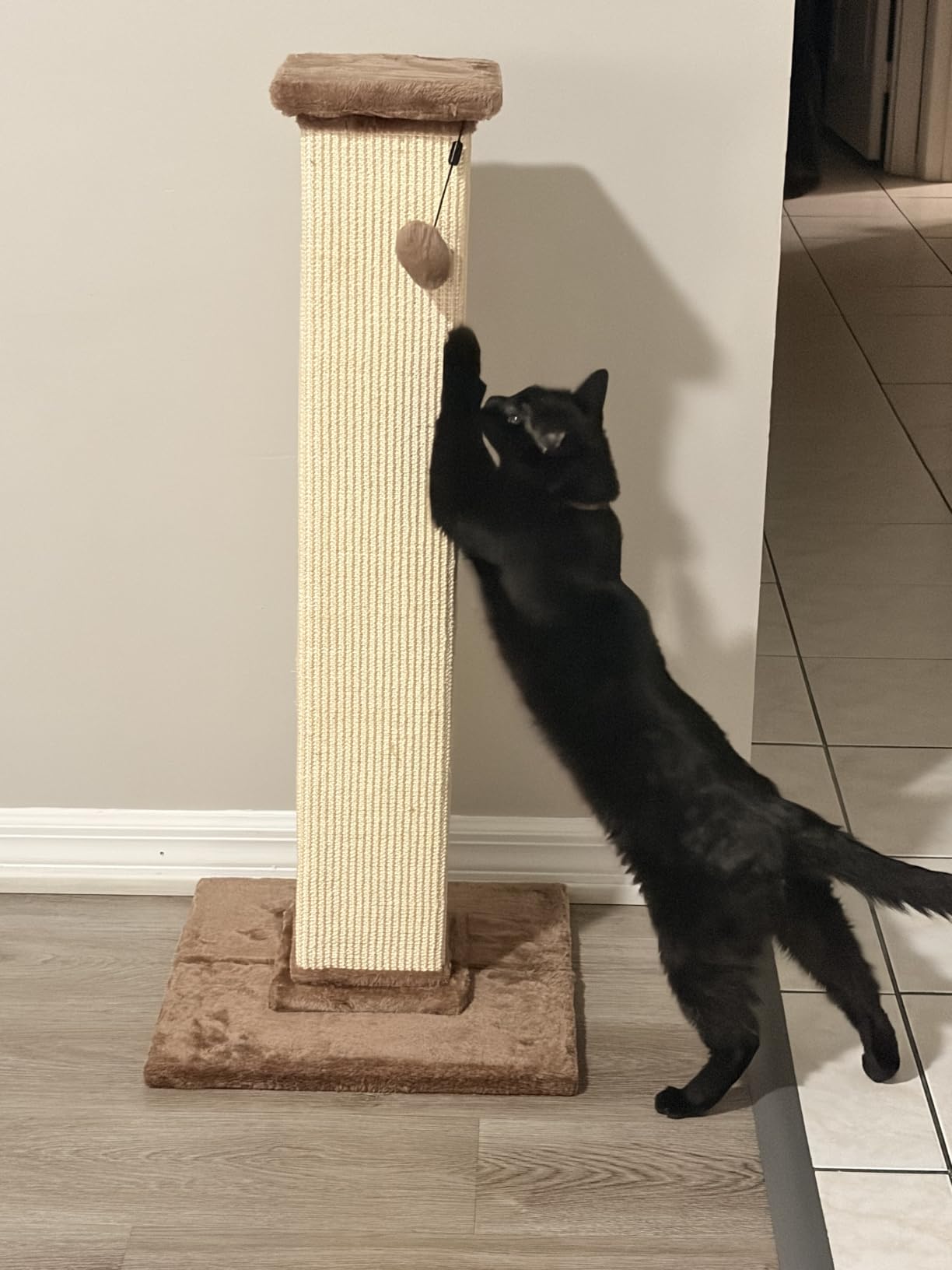 Amazon Basics Sturdy Cat Scratching Post for Indoor Cats & Kittens, Classic Single Post with Sisal Rope, Jute Fiber, Wood Base, Large (35.4