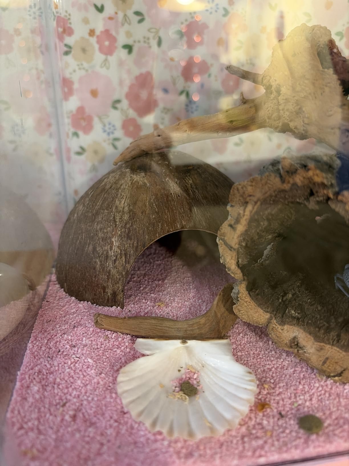 PINVNBY 2 PCS Natural Coconut Reptile Hideouts Lizard Coco Hut Hermit Crab Hut Aquarium Fish Hide Cave Spider Snail Climber Toys customer photo 1