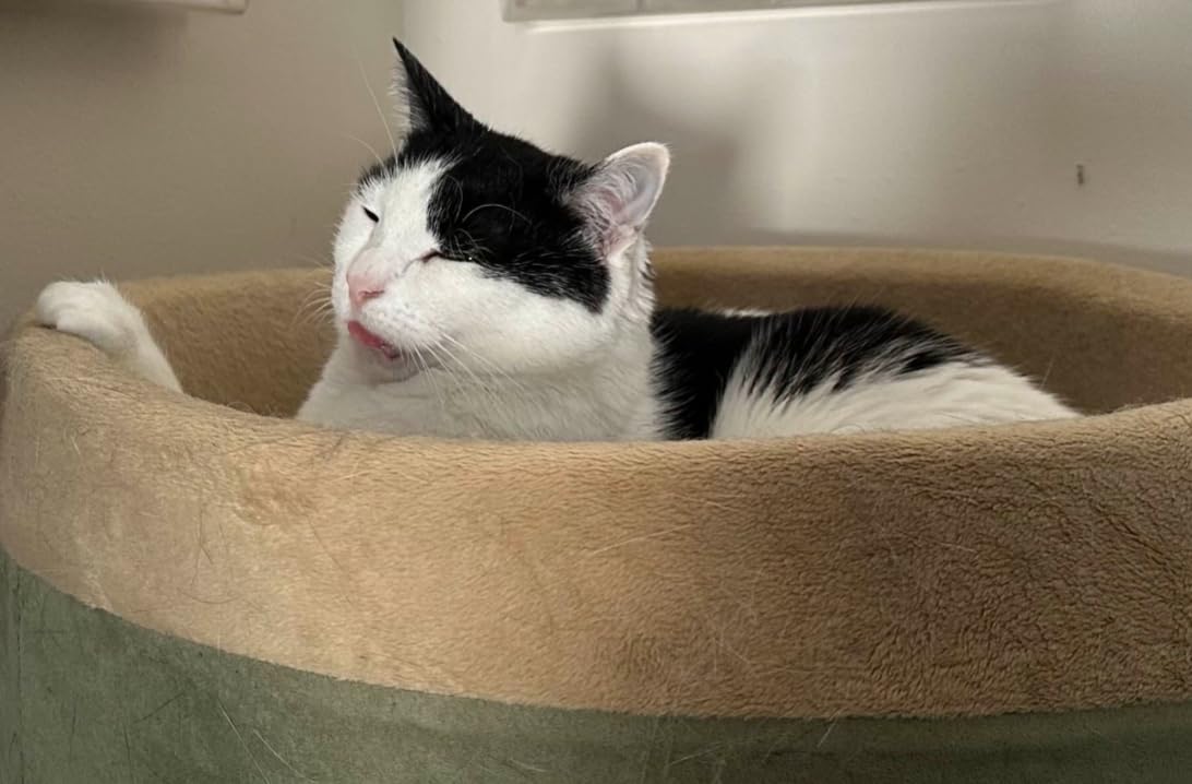 K&H Heated Cat Bed, Thermo-Kitty Bed Indoor, Safety Listed, Small 16in, 4W customer photo 1