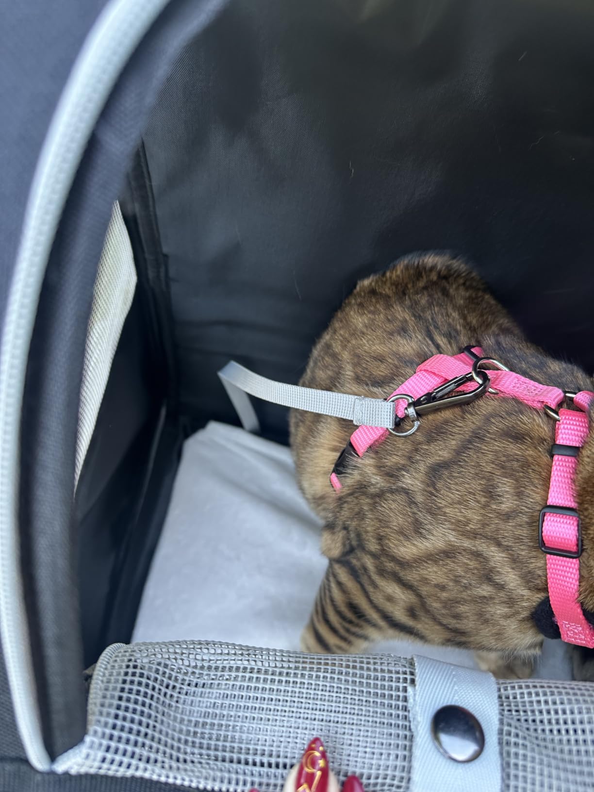 Texsens Innovative Traveler Bubble Backpack Pet Carriers for Cats and Dogs (Black) customer photo 2