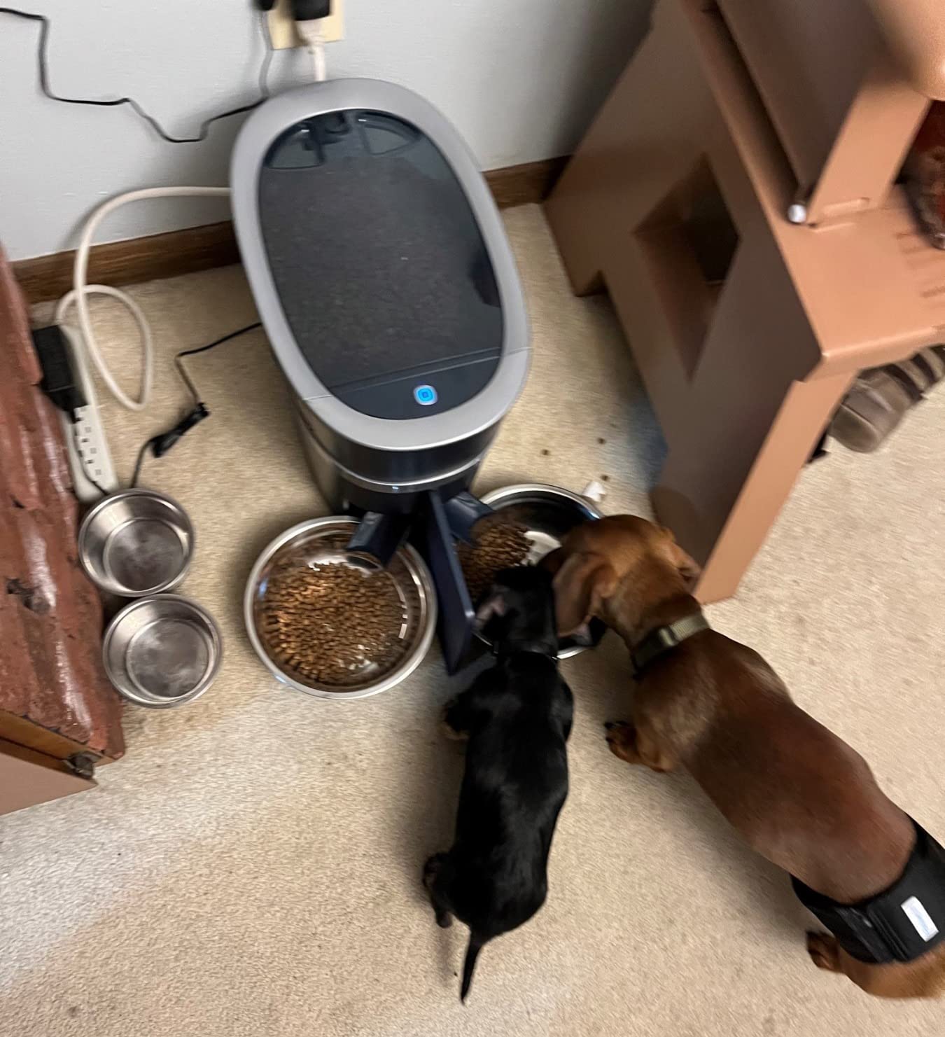 PetSafe Smart Feed Automatic Pet Feeder, 6L/24 Cup, Programmable, Alexa Enabled, App Alerts, Slow Feed Setting, Backup Batteries customer photo 1