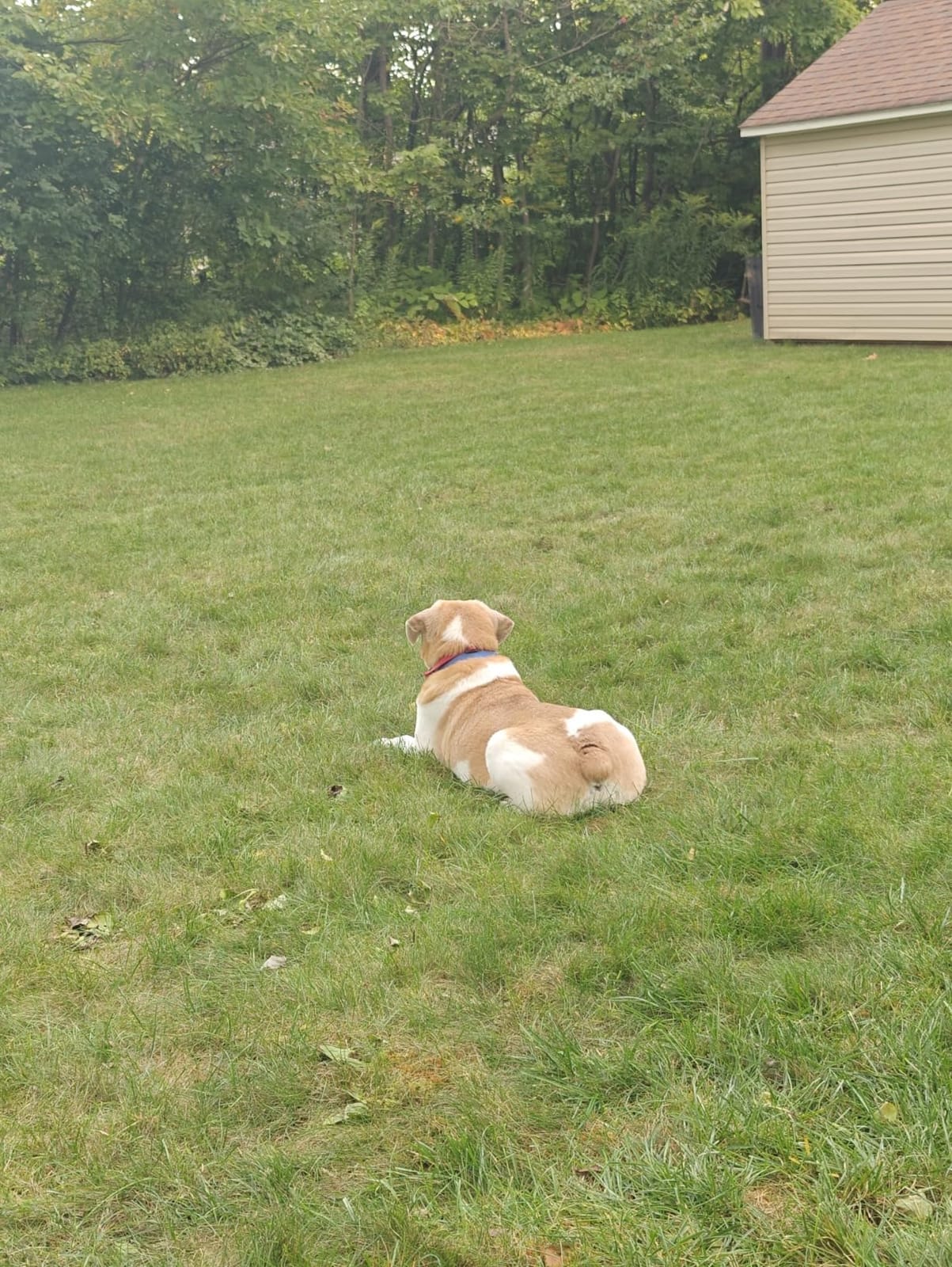 PetSafe Stay & Play Wireless Fence for Stubborn Dogs, Up to 3/4-Acre customer photo 2