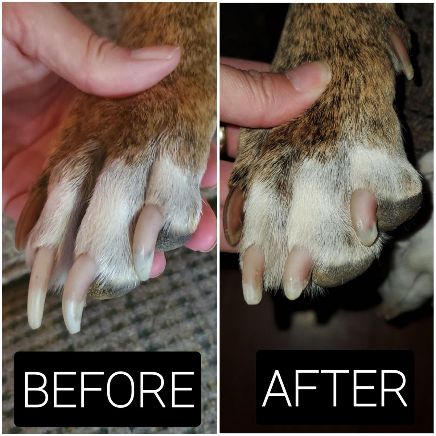 Casfuy Dog Nail Grinder Upgraded - Professional 2-Speed Whisper-Quiet Electric Pet Nail Trimmer Painless Paws Grooming & Smoothing for Small Medium Large Dogs & Cats (White) customer photo 2