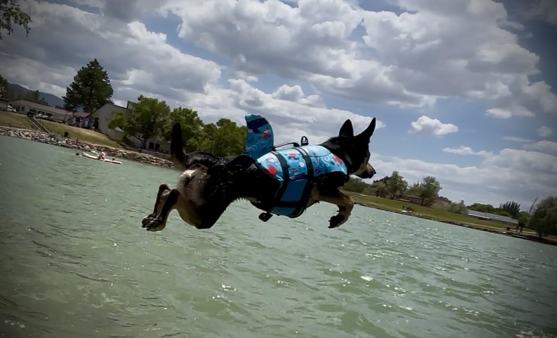 ASENKU Dog Life Jacket - Pet Safety Vest for Swimming & Boating, Shark Life Jacket with Floatation, Dog Lifesavers Swimsuits for Small Medium Large Dogs (Grey, XL) customer photo 1