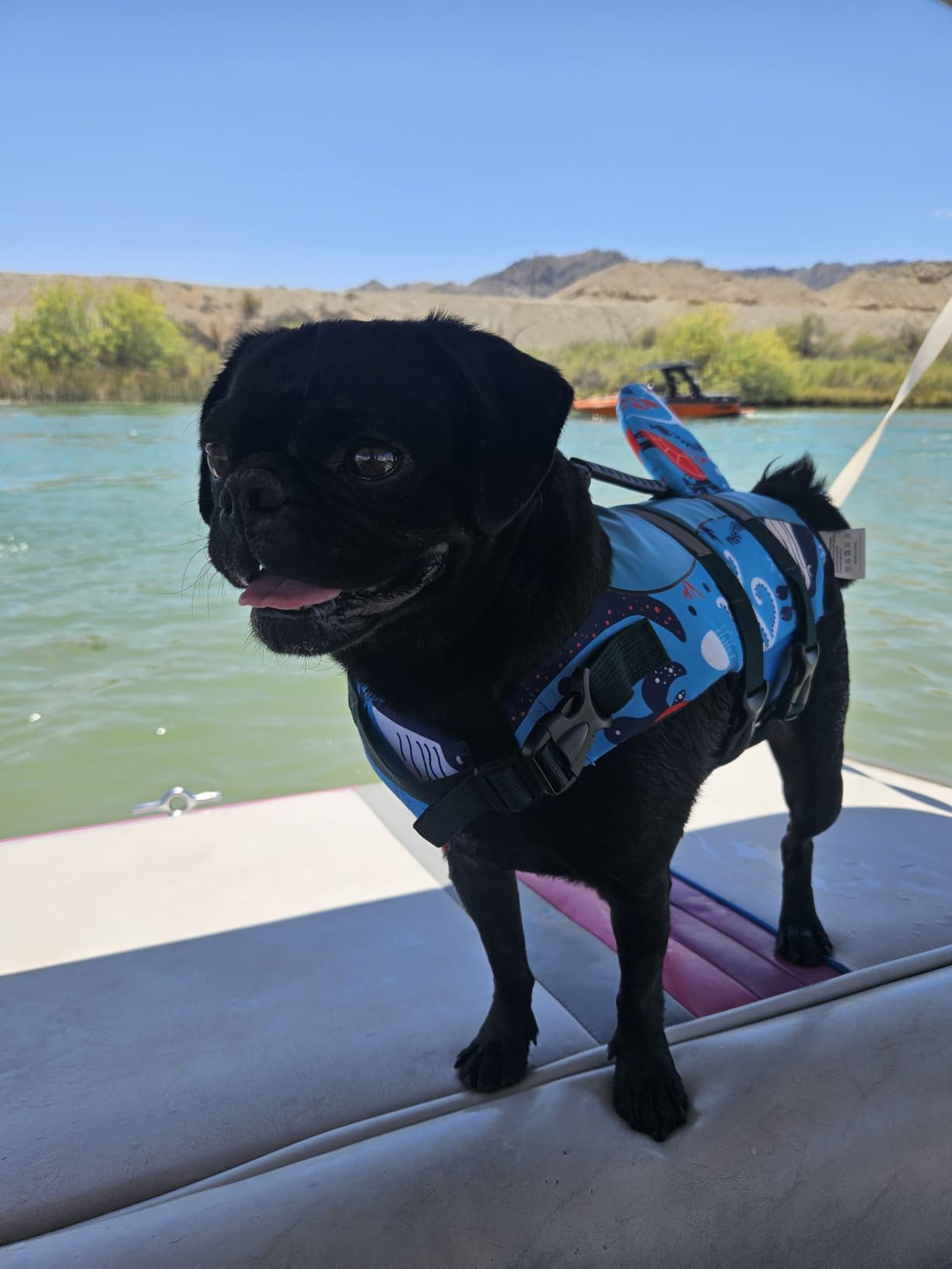 ASENKU Dog Life Jacket - Pet Safety Vest for Swimming & Boating, Shark Life Jacket with Floatation, Dog Lifesavers Swimsuits for Small Medium Large Dogs (Grey, XL) customer photo 2